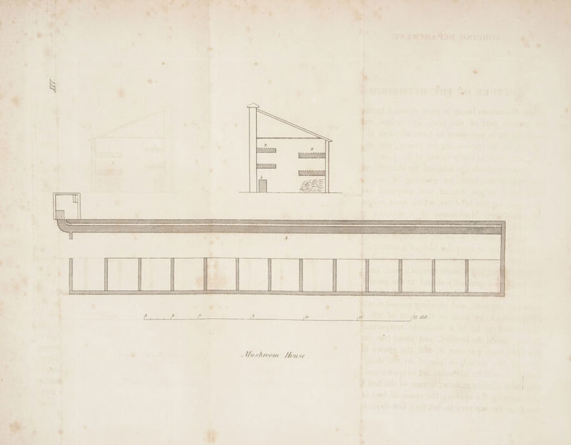 i —_— aa \ iP . ZZ : . CAAAAAAAAAAAAAARARAZAZAAARZZAZAADZ CAAA NNUNYANNAAAANAANAAAAANANNAAAN 777-ZE \ ANY ARR AN \N = EEBZ | 32 Fea | lo Mushroom House