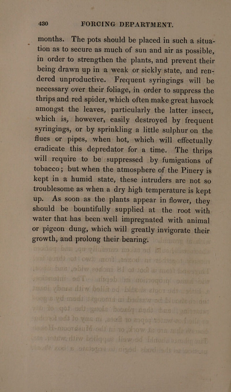 months. The pots should be placed in such a situa- tion as to secure as much of sun and air as possible, in order to strengthen the plants, and prevent their being drawn up in a weak or sickly state, and ren- dered unproductive. Frequent syringings will be necessary over their foliage, in order to suppress the thrips and red spider, which often make great havock amongst the leaves, particularly the latter insect, which is, however, easily destroyed by frequent syringings, or by sprinkling a little sulphur on the flues or pipes, when hot, which. will effectually eradicate this depredator for a time. The thrips will require to be suppressed by fumigations of tobacco; but when the atmosphere of the Pinery is kept in a humid state, these intruders are not so troublesome as when a dry high temperature is kept up. As soon as the plants appear in flower, they should be bountifully supplied at the root with water that has been well impregnated with animal or pigeon dung, which will greatly invigorate their growth, and prolong their bearing.