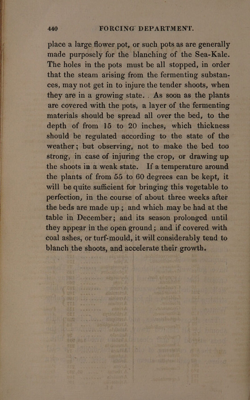 place a large flower pot, or such pots as are generally made purposely for the blanching of the Sea-Kale. The holes in the pots must be all stopped, in order that the steam arising from the fermenting substan- ces, may not get in to injure the tender shoots, when they are in a growing state. . As soon as the plants are covered with the pots, a layer of the fermenting materials should be spread all over the bed, to the depth of from 15 to 20 inches, which thickness should be regulated according to the state of the weather; but observing, not to make the bed too strong, in case of injuring the crop, or drawing up the shoots in a weak state. Ifa temperature around the plants of from 55 to 60 degrees can be kept, it will be quite sufficient for bringing this vegetable to perfection, in the course of about three weeks after the beds are made up; and which may be had at the table in December; and its season prolonged until they appear in the open ground; and if covered with coal ashes, or turf-mould, it will considerably tend to blanch the shoots, and accelerate their growth.