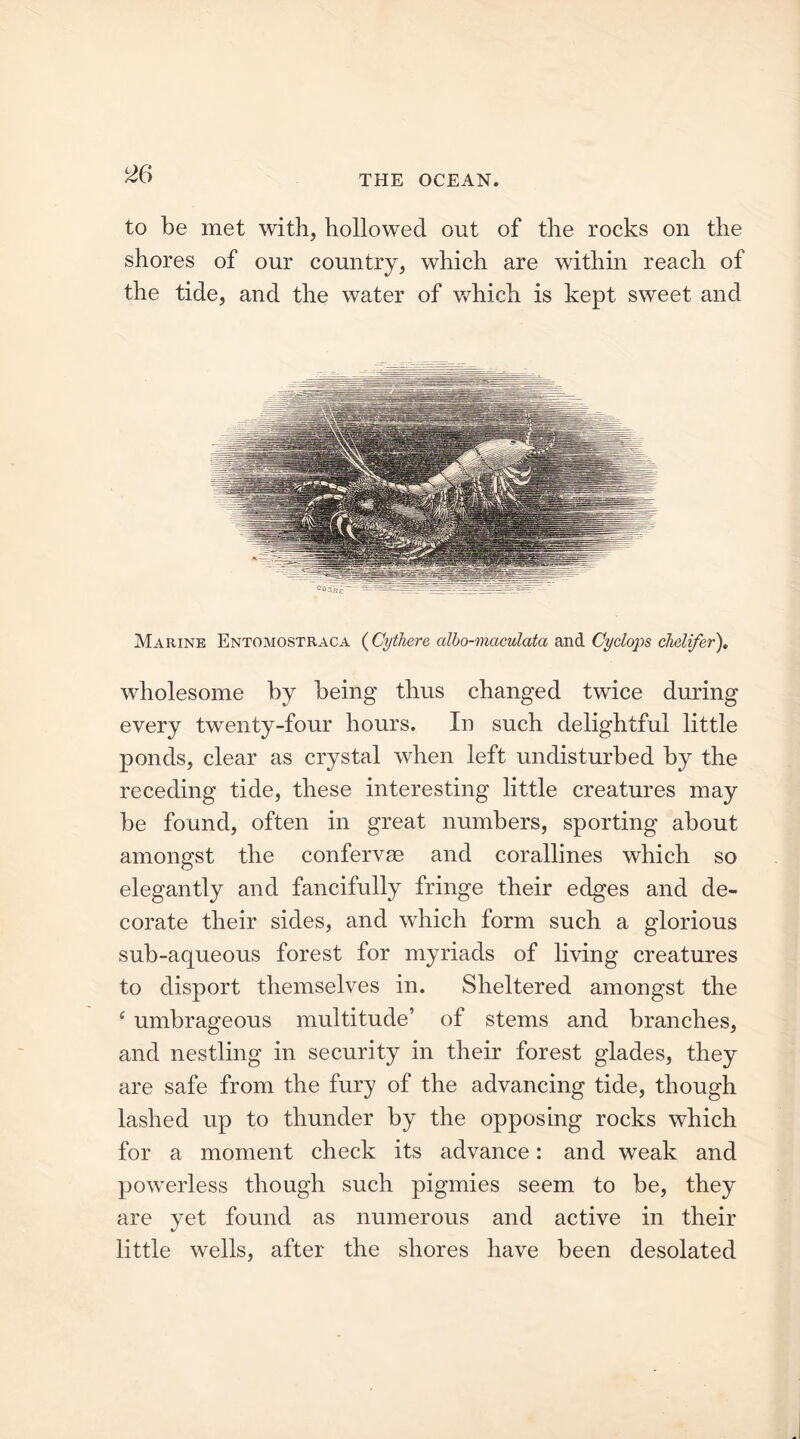 ^6 to be met with, hollowed out of the rocks on the shores of our country, which are within reach of the tide, and the water of which is kept sweet and Marine Entomostraca (Cytliere albo-maculata and Cyclops clielifer). wholesome hy being thus changed twice during every twenty-four hours. In such delightful little ponds, clear as crystal when left undisturbed by the receding tide, these interesting little creatures may be found, often in great numbers, sporting about amongst the confervas and corallines which so elegantly and fancifully fringe their edges and de- corate their sides, and which form such a glorious sub-aqueous forest for myriads of living creatures to disport themselves in. Sheltered amongst the ‘ umbrageous multitude’ of stems and branches, and nestling in security in their forest glades, they are safe from the fury of the advancing tide, though lashed up to thunder by the opposing rocks which for a moment check its advance: and weak and powerless though such pigmies seem to be, they are yet found as numerous and active in their little wells, after the shores have been desolated