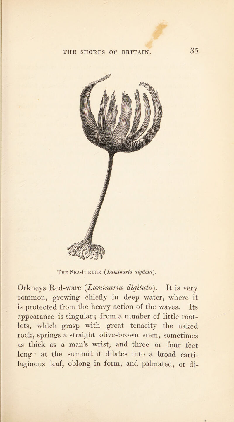 The Sea-Girdle (Laminaria digitata). Orkneys Red-ware (.Laminaria digitata). It is very common, growing chiefly in deep water, where it is protected from the heavy action of the waves. Its appearance is singular; from a number of little root- lets, which grasp with great tenacity the naked rock, springs a straight olive-brown stem, sometimes as thick as a man’s wrist, and three or four feet long • at the summit it dilates into a broad carti- laginous leaf, oblong in form, and palmated, or di-