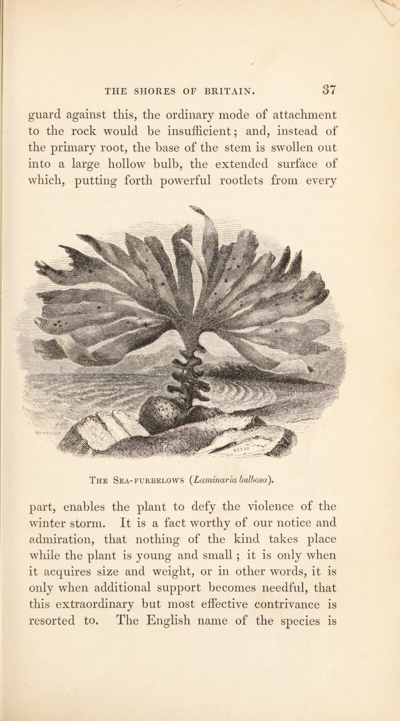 guard against this, the ordinary mode of attachment to the rock would he insufficient; and, instead of the primary root, the base of the stem is swollen out into a large hollow bulb, the extended surface of which, putting forth powerful rootlets from every The Sea-furbelows (Laminaria bulbosa). part, enables the plant to defy the violence of the winter storm. It is a fact worthy of our notice and admiration, that nothing of the kind takes place while the plant is young and small ; it is only when it acquires size and weight, or in other words, it is only when additional support becomes needful, that this extraordinary but most effective contrivance is resorted to. The English name of the species is