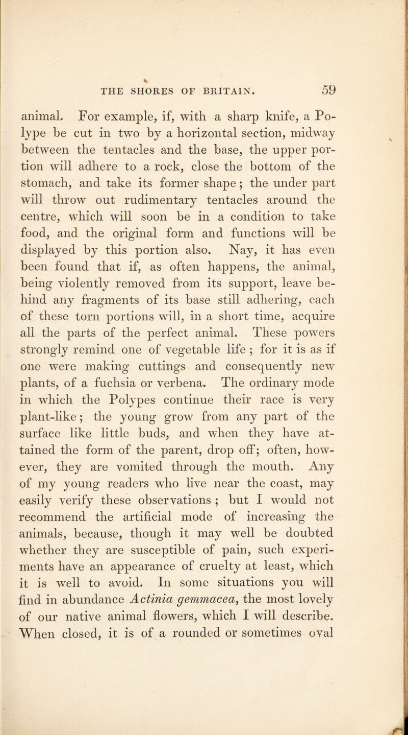 animal. For example, if, with a sharp knife, a Po- lype be cut in two by a horizontal section, midway between the tentacles and the base, the upper por- tion will adhere to a rock, close the bottom of the stomach, and take its former shape; the under part will throw out rudimentary tentacles around the centre, which will soon be in a condition to take food, and the original form and functions will he displayed by this portion also. Nay, it has even been found that if, as often happens, the animal, being violently removed from its support, leave be- hind any fragments of its base still adhering, each of these torn portions will, in a short time, acquire all the parts of the perfect animal. These powers strongly remind one of vegetable life ; for it is as if one were making cuttings and consequently new plants, of a fuchsia or verbena. The ordinary mode in which the Polypes continue their race is very plant-like; the young grow from any part of the surface like little buds, and when they have at- tained the form of the parent, drop off; often, how- ever, they are vomited through the mouth. Any of my young readers who live near the coast, may easily verify these observations ; but I would not recommend the artificial mode of increasing the animals, because, though it may well be doubted whether they are susceptible of pain, such experi- ments have an appearance of cruelty at least, which it is well to avoid. In some situations you will find in abundance Actinia gemmacea, the most lovely of our native animal flowers, which I will describe. When closed, it is of a rounded or sometimes oval