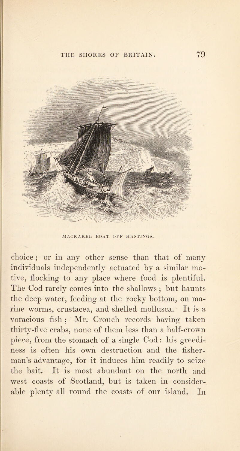 MACKAREL BOAT OFF HASTINGS. choice; or in any other sense than that of many individuals independently actuated by a similar mo- tive, flocking to any place where food is plentiful. The Cod rarely comes into the shallows ; hut haunts the deep water, feeding at the rocky bottom, on ma- rine worms, Crustacea, and shelled mollusca. It is a voracious fish ; Mr. Crouch records having taken thirty-five crabs, none of them less than a half-crown piece, from the stomach of a single Cod: his greedi- ness is often his own destruction and the fisher- man’s advantage, for it induces him readily to seize the bait. It is most abundant on the north and west coasts of Scotland, hut is taken in consider- able plenty all round the coasts of our island. In