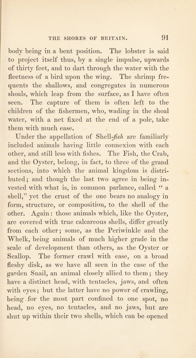 body being in a bent position. The lobster is said to project itself thus, by a single impulse, upwards of thirty feet, and to dart through the water with the fleetness of a bird upon the wing. The shrimp fre- quents the shallows, and congregates in numerous shoals, which leap from the surface, as I have often seen. The capture of them is often left to the children of the fishermen, who, wading in the shoal water, with a net fixed at the end of a pole, take them with much ease. Under the appellation of Shell^sA are familiarly included animals having little connexion with each other, and still less with fishes. The Fish, the Crab, and the Oyster, belong, in fact, to three of the grand sections, into which the animal kingdom is distri- buted ; and though the last two agree in being in- vested with what is, in common parlance, called “ a shell,” yet the crust of the one bears no analogy in form, structure, or composition, to the shell of the other. Again : those animals which, like the Oyster, are covered with true calcareous shells, differ greatly from each other; some, as the Periwinkle and the Whelk, being animals of much higher grade in the scale of development than others, as the Oyster or Scallop. The former crawl with ease, on a broad fleshy disk, as we have all seen in the case of the garden Snail, an animal closely allied to them; they have a distinct head, with tentacles, jaws, and often with eyes; but the latter have no power of crawling, being for the most part confined to one spot, no head, no eyes, no tentacles, and no jaws, but are shut up within their two shells, which can be opened