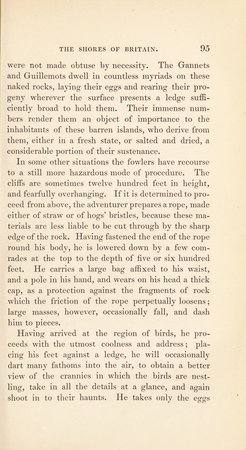 were not made obtuse by necessity. The Gannets and Guillemots dwell in countless myriads on these naked rocks, laying their eggs and rearing their pro- geny wherever the surface presents a ledge suffi- ciently broad to hold them. Their immense num- bers render them an object of importance to the inhabitants of these barren islands, who derive from them, either in a fresh state, or salted and dried, a considerable portion of their sustenance. In some other situations the fowlers have recourse to a still more hazardous mode of procedure. The cliffs are sometimes twelve hundred feet in height, and fearfully overhanging. If it is determined to pro- ceed from above, the adventurer prepares a rope, made either of straw or of hogs’ bristles, because these ma- terials are less liable to be cut through by the sharp edge of the rock. Having fastened the end of the rope round his body, he is lowered down by a few com- rades at the top to the depth of five or six hundred feet. He carries a large bag affixed to his waist, and a pole in his hand, and wears on his head a thick cap, as a protection against the fragments of rock which the friction of the rope perpetually loosens; large masses, however, occasionally fall, and dash him to pieces. Having arrived at the region of birds, he pro- ceeds with the utmost coolness and address; pla- cing his feet against a ledge, he will occasionally dart many fathoms into the air, to obtain a better view of the crannies in which the birds are nest- ling, take in all the details at a glance, and again shoot in to their haunts. He takes only the eggs