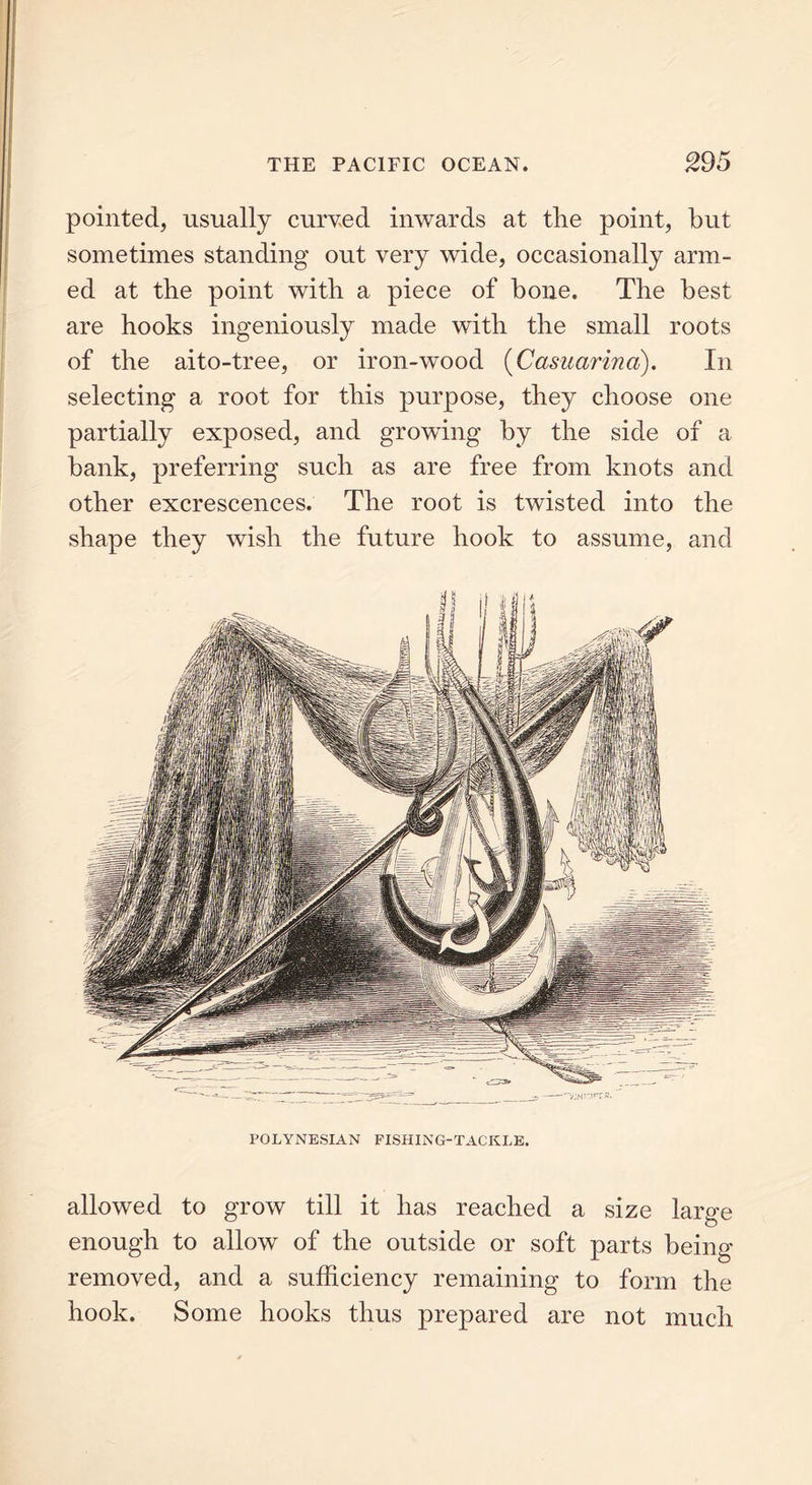 pointed, usually curved inwards at tire point, but sometimes standing out very wide, occasionally arm- ed at the point with a piece of bone. The best are hooks ingeniously made with the small roots of the aito-tree, or iron-wood (Casuarina). In selecting a root for this purpose, they choose one partially exposed, and growing by the side of a bank, preferring such as are free from knots and other excrescences. The root is twisted into the shape they wish the future hook to assume, and POLYNESIAN FISHING-TACKLE. allowed to grow till it has reached a size large enough to allow of the outside or soft parts being removed, and a sufficiency remaining to form the hook. Some hooks thus prepared are not much