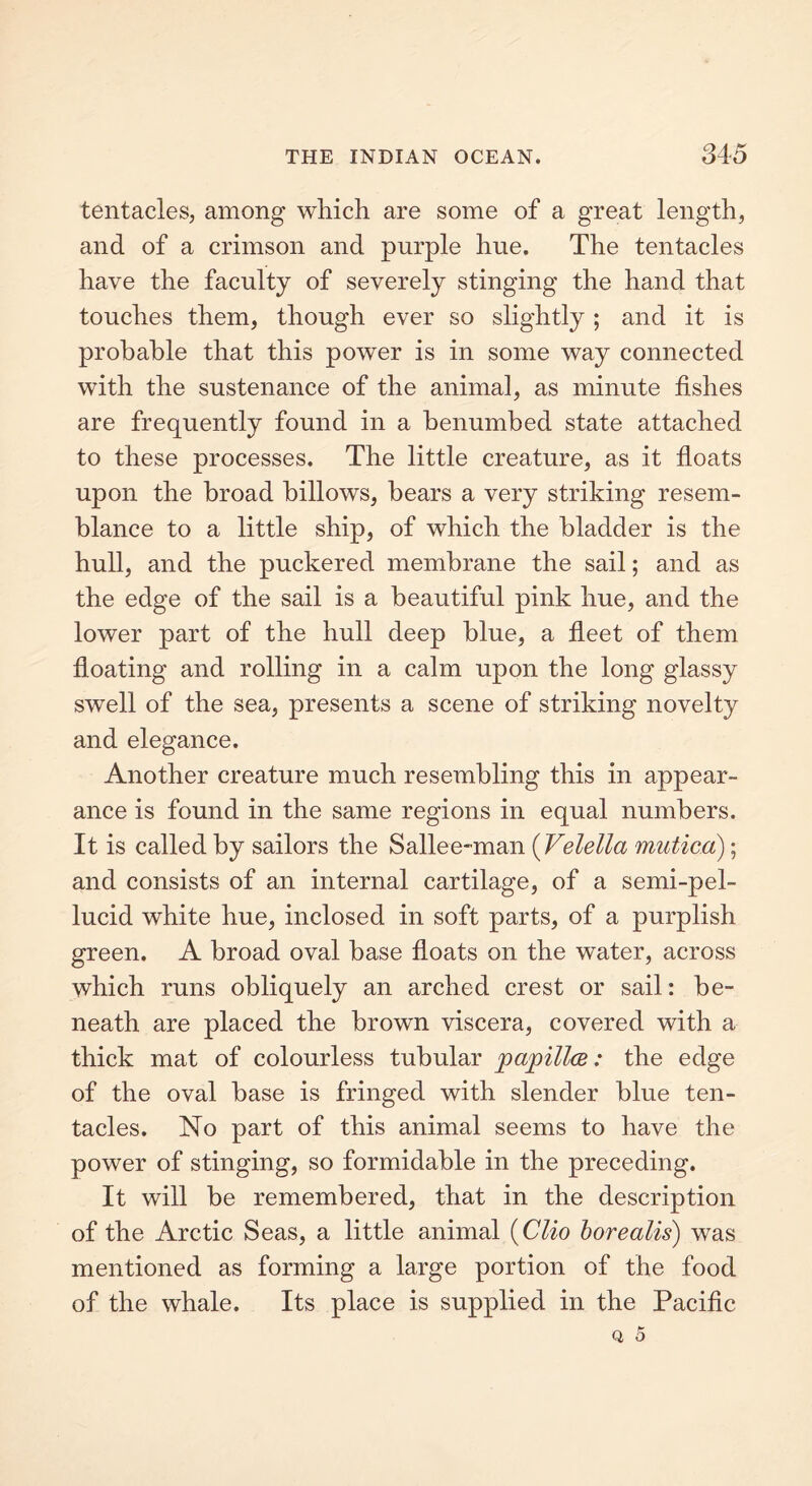 tentacles, among which are some of a great length, and of a crimson and purple hue. The tentacles have the faculty of severely stinging the hand that touches them, though ever so slightly ; and it is probable that this power is in some way connected with the sustenance of the animal, as minute fishes are frequently found in a benumbed state attached to these processes. The little creature, as it floats upon the broad billows, bears a very striking resem- blance to a little ship, of which the bladder is the hull, and the puckered membrane the sail; and as the edge of the sail is a beautiful pink hue, and the lower part of the hull deep blue, a fleet of them floating and rolling in a calm upon the long glassy swell of the sea, presents a scene of striking novelty and elegance. Another creature much resembling this in appear- ance is found in the same regions in equal numbers. It is called by sailors the Sallee-man (Velella mutica); and consists of an internal cartilage, of a semi-pel- lucid white hue, inclosed in soft parts, of a purplish green. A broad oval base floats on the water, across which runs obliquely an arched crest or sail: be- neath are placed the brown viscera, covered with a thick mat of colourless tubular papillae: the edge of the oval base is fringed with slender blue ten- tacles. No part of this animal seems to have the power of stinging, so formidable in the preceding. It will be remembered, that in the description of the Arctic Seas, a little animal (Clio borealis) was mentioned as forming a large portion of the food of the whale. Its place is supplied in the Pacific Q 5