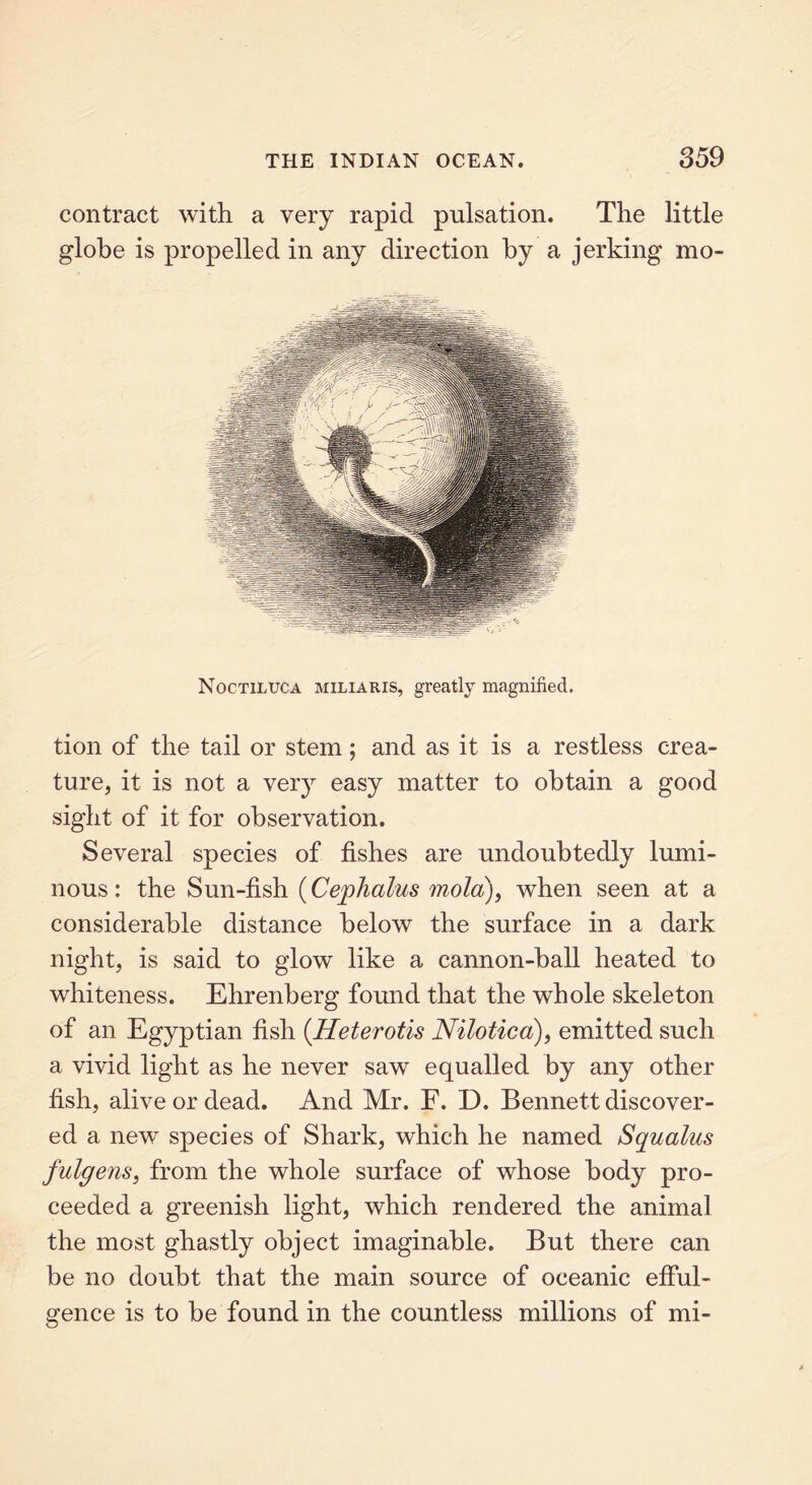 contract with a very rapid pulsation. The little globe is propelled in any direction by a jerking rao- Noctiluca miliaris, greatly magnified. tion of the tail or stem; and as it is a restless crea- ture, it is not a very easy matter to obtain a good sight of it for observation. Several species of fishes are undoubtedly lumi- nous : the Sun-fish (Cephalus mold), when seen at a considerable distance below the surface in a dark night, is said to glow like a cannon-ball heated to whiteness. Ehrenberg found that the whole skeleton of an Egyptian fish (Heterotis Nilotica), emitted such a vivid light as he never saw equalled by any other fish, alive or dead. And Mr. F. D. Bennett discover- ed a new species of Shark, which he named Squalus fulgens, from the whole surface of whose body pro- ceeded a greenish light, which rendered the animal the most ghastly object imaginable. But there can be no doubt that the main source of oceanic efful- gence is to be found in the countless millions of mi-