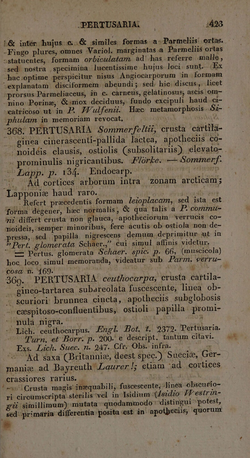 JPERTUSARIA. .— o3 -Fingo plures, ommes Variol. marginatas.a Parmeliis ortas «statuentes, formam orbiculatam, àd' has : referre amalle , ,sed: nostra specimina ]ucentissime | hujus. loci: sunt. Ex ^ hac optime perspicitur nisus Angiocarporum in | formam explanatam disciformem abeundi; sed. hic. discus. licet prorsus Parmeliaceus, in c. carneus, gelátinosus; ascis om- -nino Porine, G:niox deciduus,. fundo excipuli haud.ci- ocatricoso ut in D. JV'ulfenii. Hxc metamorphosis .52- phularn in memoriam revocat, - | (iN. ginea cinerascenti-pallida lactea, apotheciis co- « prominulis. nigricantibus. J/órke. — Sommerf. -Lapp. p. 194. Endocarp. | 5 Àd cortices arborum intra zonam arclicam; Lapponie haud raro.. idi duds . .Refert precedentis formam leioplacam, sed ista est forma dégener, hec normalis, &amp; qua talis a P. commu- noideis, semper minoribus, fere acutis ob ostiola non:de- pressa, sed papilla. nigrescens demum. deprimitur ut in ? Pert. glomerata Schaer., cui simul affinis videtur. — Pertus. glomerata Schaer. spic. p. 66, (muscicola) hoc loco. simul memoranda, videatur sub arm. verru- - -cosa, n. 469. ! .. gineo-tartarea subareolata fuscescente, linea ob- « scuriori' brunnea cincta, apotheciis subglobosis 'exspitoso-confluentibus, ostioli- papilla. promi-  mula nigra. 15e Mesa vr e MC RUNE - - Lich. ceuthocarpus. Engl. Bot. t. 2372. Pertusaria. — lurn. et -Borr. p. 200- e descript. tantum citavi. Exs. Zuich. Suec. n. 947. Cfr. Obs. infra. | manie ad Bayreuth .Laurer!; etiam -ad cortices crassiores rarius. . TW ' ss Crusta magis ifizsquabili, fuscescente; Jinea. obscurio- ri circàmscripta sterilis vel in Isidium :(Jszdzo 77 estrin- pU simillimum) mutata quodammodo distingui ^ potest, sed primaria differentia posita est in apoipeciis, quorunr * |