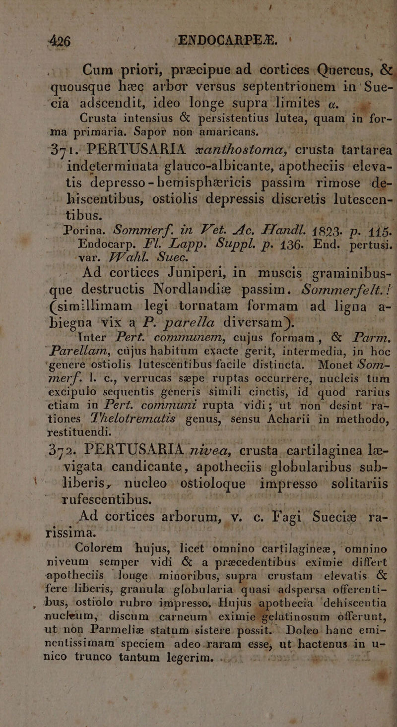 406 — ^ , .ENDOCARPEX. | 1 Cum priori, precipue ad cortices. Quercus, &amp;, quousque hec arbor versus septentrionem in Sue- '€ia adscendit, ideo longe. supra limites o. Crusta intensius G persistentius lutea, quam in for- ma primaria. Sapor non amaricans. 371. PERTUSARIA xantkostoma, crusta tartarea. indeterminata glauco-albicante, apotheciis eleva- tis depresso - hemisph&amp;ricis passim rimose de- biscentibus, ostiolis depressis. discretis lutescen- tibus. ; .' Porina. Sommerf. in et. 4c. IHTandl. 1893. p. 115. Endocarp. P7. Lapp. Suppl. p. 136. End. pertusi. var. JZahl. Suec. J: . Àd cortices Juniperi, in muscis graminihus- que destructis Nordlandizx passim. Sommerfe(t.- P (similhmam. legi tornatam formam ad ligna. a- biegna vix a P. pare/la diversam). Inter Pert communem, cujus formam, &amp; 2üls. Parellam, cüjus habitum exacte gerit, inter media, in hoc genere ostiolis lutescentibus facile distincta. Monet Sorn- merf. l. c., verrucas sepe ruptas occurrere, nucleis tum excipulo sequentis generis simili cinctis, id quod rarius etiam in Pert. comrmunz rupta 'vidi; ut non desint Ta- tiones Zhelotrematts genus, sensu Acharii in methodo, restituendi. 372. PERTUSARIA nivea, crusta cartilaginea lz- vigata candicante , apotheciis globularibus sub- Menit: nucleo ostioloque- impresso solitariis rufescentibus. Ad cortices Moa c. Fagi RA ra- rissima. Colorem hujus, licet omnino &amp;itfilagte omnino niveum semper vidi &amp; a precedentibus eibi differt apotheciis longe minoribus, supra crustam elevatis &amp; fere liberis, granula globularia quasi adspersa offerenti- bus, ostiolo rubro impresso. Hujus. apothecia dehiscentia nucleum,: discum cárneum eximie elatinosum offerunt, ut non Parmelize statum sistere. possit. Doleo: hanc emi- nentissimam speciem adeo.raram esse, mu hactenus in Mr nico trunco tantum legerim. .... 099 s d [7 !