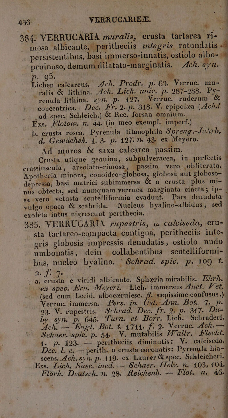 . * t T ; : 4 ^ * 384. VERRUCARIA znuralis, crusta tartarea ri- - mosa albicante, peritheciis zmiegris rotundatis E persistentibus, basi immerso-i nnatis, ostiolo albo- - pruinoso, demum dilatato-marginatis. fc. syn. p.99 — M MEE Lichen ealcareus. ch. Prodr. p. €). Verruc. mu- ralis &amp; lithina. 4c/. JLich. univ. p. 287-288. Py- renula-lithina. &amp;y7z. p. 197. Verruc. ruderum concentrica,. Dec. Fr. 2. p. 318. V. epipolza (ch? .ad spec. Schleich.) &amp; Rec. forsan omnium. | ] Exs. Zlotow. n. Á4. (in meo exempl. imperf.) ! 1 b. crusta rosea, Pyrenula titanophila Spreng.-JaArb, . d. Gewüchsk, 4. 3. p. 127. n. 43. ex Meyero. Ad muros &amp; saxa calcarea passim. | Crusta utique genuina, subpulveracea, in perfectis ' crassiuscula , areolato-rimosa, passim vero obliterata. - Apothecia minora, conoideo-globosa, globosa aut globoso- - depressa, basi matrici subimmersa &amp; a crusta plus mi- nus obtecta, sed numquam verruca marginata cincta; ip- . sa vero vetusta 'scutelliformia evadunt. Pars denudata vulgo opaca &amp; scabrida. Nucleus hyalino-albidus, sed | exoleta intus nigrescunt perithecia. | 385. VERRUCARIA rupestris, e. calciseda, cru- sta tartareo-compacta contigua, peritheciis inte- gris globosis impressis denudatis , ostiolo nudo - umbonatis, dein . collabentibus scutelliformi- bus, nucleo hyalino. Schrad. spic. p. 109 f. a. crusta e viridi albicante. Spheria mirabilis. .EAr/. . sex spec. Ern. Meyeri. Lich. immersus duct. ^et. -(sed cum Lecid. albocerulesc. T gp confusus.) Verruc. immersa, Pers. in. Ust. nn. Bot. T. p. 93. V. rupestris. Schrad. Dec. fr. 9. p. 317. Du-. by syn. p. 645. Turn. et Borr. Lich. Schraderi. | Schaer. spíc. p. 5á. V. mutabilis JFallr. .Flecht.. 4. p. 123. — peritheciis diminutis: V. calciseda. Dec. l.:c. — perith. a crusta coronatis: Pyrenula hia-: '« Scens. Ach. syn. p. 119. ex Laurer &amp; spec. Schleicheri.: . Exs. Lich, Suec. ined. — Schaer. Helv. n. 403, 104.. Flórkb. Deutsch. n. 298. Reichenb. — Pilot. n. 46. - -— ELS Pes a IET t e f me