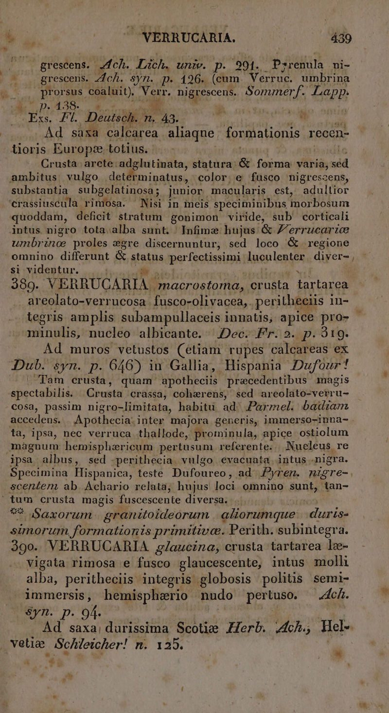 gr esent; ch. Lich. unie. p. 591. Psrenula ni- à grescens. Ach. Syn. p. 196. (cum. Vi tur umbrina prorsus. coaluit); Mig nigrescens. Sommerf. Lapp. NS 5 ch a FI. Deutsch. d . 43. Ad saxa calcarea aliaqne. formationis recen- lioris Europe totius. , Crusta | arcte adglutinata, statura: &amp; forma varia, séd ambitus. vulgo determinatus, color. e fusco nigrescens, substantia subgelatinosa; junior macularis est, adultior '€rassiuscula rimosa. Nisi in neis speciminibus inorbosum quoddam, deficit stratum gonimon viride, sub corticali intus nigro tota alba sunt. Infime hujus &amp; Z'errucarzce umbrinoe proles zgre discernuntur,; sed loco &amp; regione omnino differunt &amp; status perfectissimi luoulenter diver- , si videntur. 389. VERRUCARIA. /macrostorna, . crusta tartarea areolato-verrucosa.fusco-olivacea,. peritheeiis 1 in- tegris amplis subampullaceis innatis, apice pro- caer oe nucleo albicante. Dec. Fr. 2. p. 319. Ad muros vetustos (etiam rupes calcareas ex Dub. &amp;yn. p. 646) in Gallia, Hispania Dufour! Tam erusta, quam apotheciis precedentibus magis spectabilis Crusta crassa, coharens, sed brédMtésve$ru.- cosa, passim nigro-limitata, habitu. ad. Parznel. badiam ta, ipsa, nec verruca thallode, prominula, apice ostiolum magnum hemisphsricum pertusum. referente. . Nueleus re ipsa albus, sed -perithecia. vulgo evacuata. intus nigra. Specimina Hispanica, teste Erheuteps ad Pyren. n gre-. scenteni ab. Achario relata; hujus ten omnino sunt, Aan- finm crusta magis fuscescente diversa. . * jSSaxorum granitoideorum aliorumque -duris- simorum formationis primitiva. Perith. subintegra. 39o- VERRUCARIA /aucina, crusta tartarea le- vigata rimosa e fusco glaucescente, intus molli alba, peritheciis integris globosis politis semi- immersis, hemispheerio iin pom ch. &amp;yn. p. of. Ad saxa, durissima ele Herb. ch; Hel- veüa Schleicher! n. 125. « * * Ye