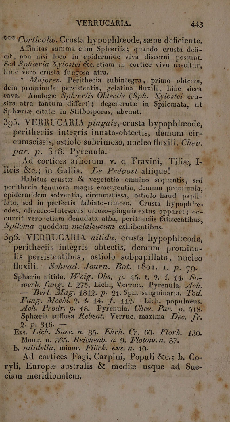 555 Corticole.Crusta hypophloeode, sepe deficiente. Alffinitas, summa cum Sphzeriis; quando crusta defi- cit, non nisi loco in epidermide viva discerni possunt. Sed SpAcrza Xylostei &amp;c. etiam in cortice vivo nascitur, huic vero crusta E od atra. ! * /Majores. Perithecia subintegra, primo obtecta, dein promiuula persistentia, gelatina fluxili, hinc siccà cava. Analoge Sphcerzis Obtectis (Sph. Xylostez cru- Stra atra tantum differt); degeherate in Spilomata, ut Sphazrie citat: in Stilbosporas, abeunt. | 399. VERRUCARIA pinguis, crusta hypophloeode, .peritheciis integris innato-obtectis, demum cir- cumscissis, ostioto subrimoso, nucleo fluxili, Chev. par. p. 518. Pyrenula. JU Àd. cortices arborum, v. c, Fraxini, Tilie, I-- licis &amp;c.; in Gallia. Ze Prévost aliique! Habitus crüste G vegetatio omnino sequentis, sed perithecia tenuiora magis emergentia, demum prominula, epidermidem solventia, circumscissa, ostiolo haud papil- ato, sed in perfectis labiato-rimoso. Crusta hypophlo- odes, olivaceo-lutescens oleoso-pinguisextus apparet; oc- currit vero:etiam denudata alba, peritheciis fatiscentibus, Spiloma quoddam znelaleucum: exhibentibus. 396. VERRUCARIA ztida, crusta hypophleeode, | peritheciis integris obtectis, demum prominu- fluxili, — Schrad. Journ. Bot. 1801. 1. p. 79. - Sphzria nitida. /7/ezg. Obs, p. 45. t. 9. f. 14. .So- - :eerb. fung. t. 2975, Lich., Verruc., Pyrenula. Zfc/. — Berl. Mag. 1819. p. 21. Sph. sanguinaria. 7'od. ung. Meckl. 9. t... 44. f. 119. Lich. populneus. Zch. Prodr. p. 18. Pyrenula.' Chev. Par. p. 518. Spheria suffusa Aebent. Verruc. maxima Dec. e. Ds DudiQ mme, ^ | Exs. ZLzch. Suec. n. 35. EEhrh. Cr. 60. Flor£. 439. Moug. n. 365. Aezchenb. n. 9. Flotow.n, 37. b. nitidella, minor. Flor£. €xs. n. 10- Ad cortices F'agi, Carpini, Populi &amp;c.; b. Co- ryli, Europs australis &amp; medie usque ad Sue- ciam meridionalem. X