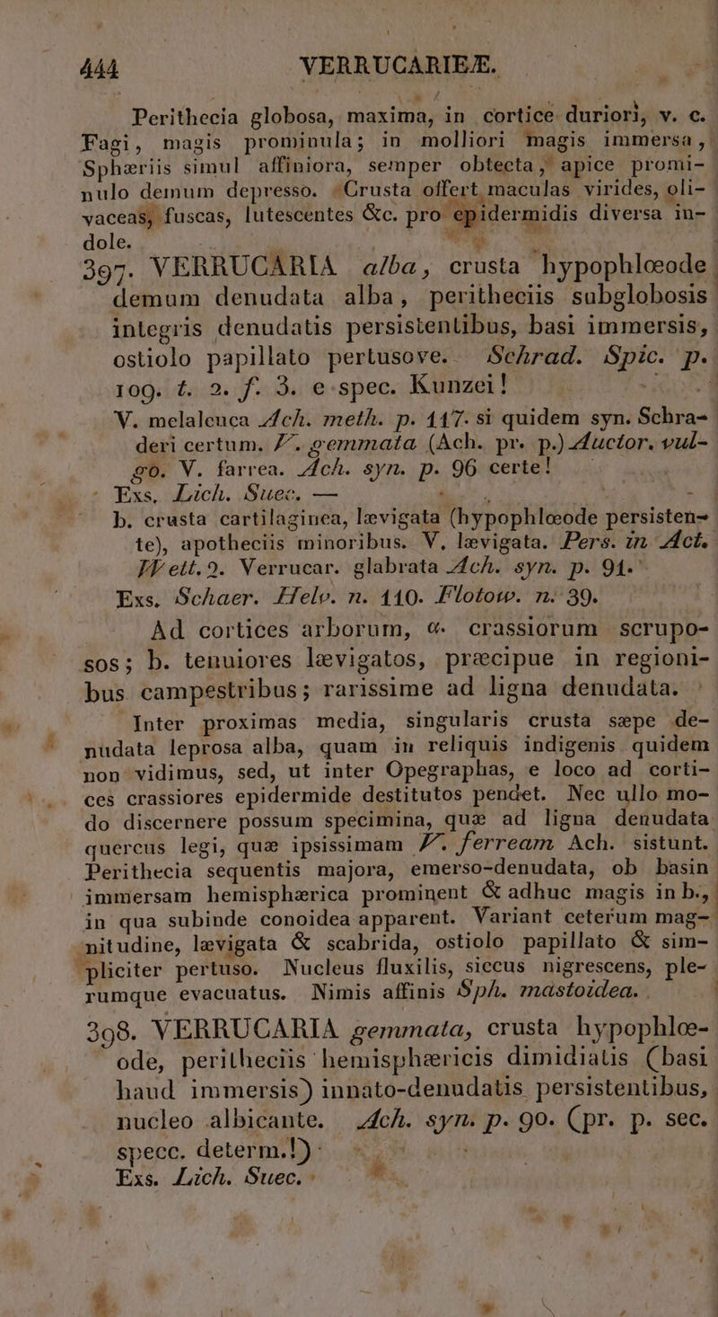 1 X -— id z ; Perithecia globosa, maxima, in cortice duriori, v. c. Fagi, magis prominula; in molliori magis immersa ,. Sphzeriis simul affiniora, semper obtecta, apice promi- nulo demum depresso. | Crusta offert maculas virides, oli- á | ! : Jy A AL. K. vaceas, fuscas, lutescentes Gc. pro epidermidis diversa in- dole. M  TE i | 397. VERRUCARIA | a/ba , crusta hypophloeode demum denudata alba, peritheciis subglobosis integris denudatis persistenlibus, basi immersis, ostiolo papillato pertusove.. ;ScArad. Spic. p. 109. &amp;. 2. f. 3. e.spec. Kunzei! Ü V. melaleuca zc. meth. p. 117. si quidem syn. Schra- deri certum. Z^. &amp;emmata (Ach. pr. p.) «fuctor. vul- go. V. farrea. Zdch. syn. p. 96 certe! ..- ?CExs. ALich. Suec. — lisi j 3 b. crusta cartilaginea, l:evigata (hypophloeode persisten- te), apotheciis minoribus. V, levigata. ers. zr 2dct.. JV ett. 9. Verrucar. glabrata ZcÁ. syn. p. 94. Exs. S$chaer. Jfelv. n. 110. Plotow. n. 39. Ad cortices arborum, e. crassiorum | scrupo- sos; b. tenuiores levigatos, precipue in regioni- bus campestribus; rarissime ad ligna denudata. Inter proximas media, singularis crusta sepe de- nudata leprosa alba, quam in reliquis indigenis quidem non vidimus, sed, ut inter Opegraphas, e loco ad corti- ces crassiores epidermide destitutos pendet. Nec ullo mo- do discernere possum specimina, qua ad ligna dodi liatu quercus legi, qu: ipsissimam FF. ferream Ach. sistunt. Perithecia sequentis majora, emerso-denudata, ob basin immersam hemisphzrica prominent &amp; adhuc magis in b.,. in qua subinde conoidea apparent. Variant ceterum mag-: -nitudine, levigata G&amp; scabrida, ostiolo papillato &amp; sim- pliciter pertuso. Nucleus fluxilis, siccus nigrescens, ple- rumque evacuatus. Nimis affinis SpA. znastozdea. . : 398. VERRUCARIA zermnata, crusta hypophlee- ode, perilheciis hemispheericis dimidiatis (basi haud immersis) innato-denudatis. persistentibus, nucleo albicante. ;4cÁ. sym. p. 90. (pr. p. sec. $pepé, determi lito ea vh il dins Exs. Lich. Suec. x e. *