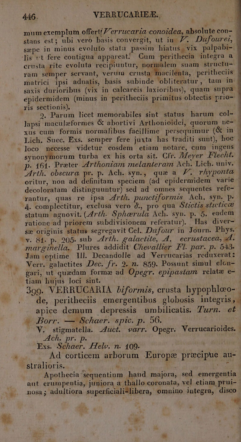 mum exemplum offertf /errucarza:conoidea, absolute con- sepe in minus evoluto stata passim hiatus y vix palpabi- crusta rite evoluta recipiuntur, normalem suam structu- epidermidem (minus in peritheciis primitus obtectis prio- ris sectionis). | | P. 9. Parum licet memorabiles sint status harum col- lapsi maculzformes &amp; abortivi Arthonioidei, quorum ne- Lich. Suec. Exs. semper fere juxta has traditi sunt), hoc synonymorum turba ex his orta sit. Cfr. /eyer F'lecht. p. 161. Preter Zrthontam melanteram Ach. Lich. univ. rih. obscura pr. p. Ach. syn., que a Z7. rhyponta oritur, non ad definitam speciem (àd epidermidem varie decoloratam distinguuntur) sed ad omnes sequentes refe- rantur, quas re ipsa Jrf£h. punctiformis Ach, syn. p. 4. complectitur, exclusa vero ó., pro qua Szctis stucticce statum agnovit. LZr£A. Sphcrula Ach. syn. p. 5. eadem ratione ad priorem subdivisionem referatur) Has diver- se originis status segregavit Cel.. Dufour in Journ. Phys. marginella. Plures addidit Chevallter Pl. par. p. 543- Jam optime lll. Decandolle ad Verrucarias, reduxerat: Verr. galactites Dec. fr. 9. n. 859. Possunt simul elcn- gari, ut quzdam formz ad Opegr. epipastam. relate e- tiam hujus loci sint. — | apice demum depressis umbilicaüs. Turn. et - Borr. — Schaer. spic. p. 56. ! V. stigmatella. 24uct. varr. Opegr. Verrucarioides. DEPME MR ! Exs. Schaer. ATelv. n. 109. Ad corticem arborum .Europze precipue au- stralioris. n Á E Vies Apothecia sequentium haud majora, sed emergentia aut erumpentia, juniora a thallo coronata, vel etiam prui- nosa; adultiora superficiali-libera, omnino integra, disco ; *