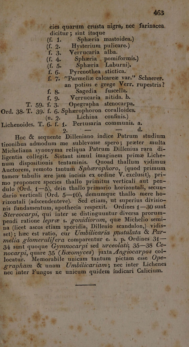 B. - 468 $* ur, RSPUTE p * 0 (^. ^ eies quarum crusta nigra, neC . farinacea. |» dicitur 5j sint itaque t P Spheria mastoidea.). [£n Hysterium pulicare.) ( f. 3. WVerrucaria alba. (f. 4. .— Sphsria , pomiformis.) (f. 5. Spheria Laburni). f. 6. Pyrenothea . stictica. ^in V No f. 7. Parmelis calcaree var. Schaerer. an potius e grege Verr. rupestris? | puro 220.3  f. 8. .Sagedia . fuscella. f. 9. — Verrucaria nitida. b. . à T. 59. f. 3. Opegrapha .stenocarpa. Ord. 38. T. 39. f. 6. Spherophoron coralloides. | (n. 9. Lichina confinis) Lichenoides. T. 6. f£. 4. Pertusaria communis, a. | 4 2. PT, CE: d. Hoc &amp; sequente Dilleniano indice Patrum studium tironibus admodum me sublevasse spero; preter multa Micheliana synonyma reliqua Patrum Dillenius rara di- ligentia collegit. Sistant simul imaginem prima Liche- num dispositionis tentaminis. Quoad thallum vidimus Auctorem, remoto tantum Sp/Acerophoro, (quod primum tamen tabulis ere jam incisis ex ordine V. exclusit), pri- mo proponere species tballo primitus verticali aut pen- dulo (Ord. 4—5), dein thallo primario horizontali, secun- dario verticali (Ord. 5—10), demumque thallo mere ho- rizontali (adscendenteve) Sed etiam, ut superius divisio- nis fundamentum, apothecia respexit. Ordines 1— 30 sunt pendi ratione /epree s. gonidiorum, que Michelio semi- na (licet ascos etiam sporidia, Dillenio scandalon,). vidis- set) ; hzc est ratio, cur. Umbilzcaria pustulata &amp; Par- nocarpi,quare 35 (Bcomyces) juxta.dngtocarpos col- locatur. Memorabile unicam tantum pictam esse Ope- nec inter Fungos ne unicum quidem indicari Calicium. ^