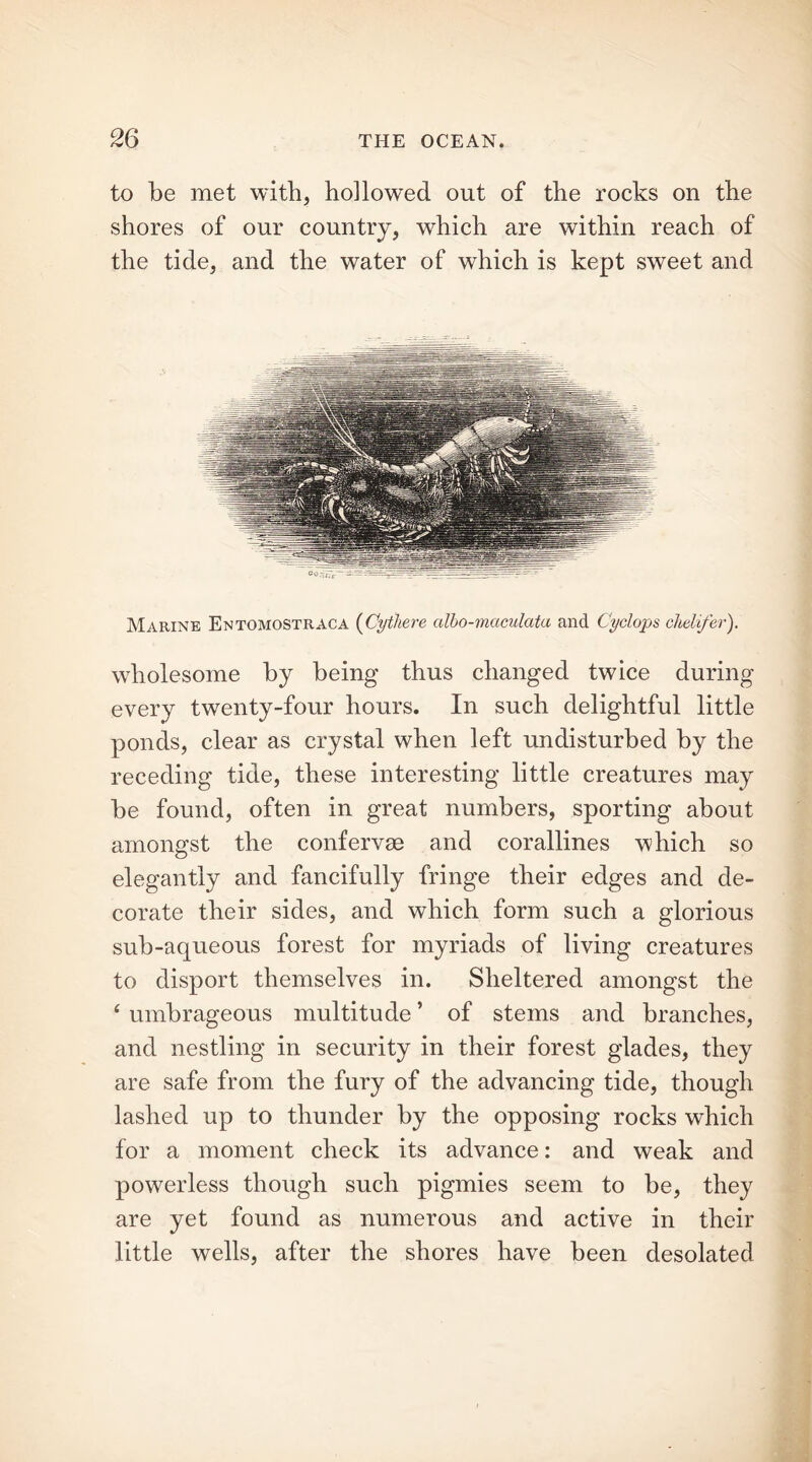 to be met with, hollowed out of the rocks on the shores of our country, which are within reach of the tide, and the water of which is kept sweet and Marine Entomostraca (Cytliere cilbo-maculata and Cyclops clielifer). wholesome by being thus changed twice during every twenty-four hours. In such delightful little ponds, clear as crystal when left undisturbed by the receding tide, these interesting little creatures may be found, often in great numbers, sporting about amongst the confervse and corallines which so elegantly and fancifully fringe their edges and de- corate their sides, and which form such a glorious sub-aqueous forest for myriads of living creatures to disport themselves in. Sheltered amongst the 4 umbrageous multitude * of stems and branches, and nestling in security in their forest glades, they are safe from the fury of the advancing tide, though lashed up to thunder by the opposing rocks which for a moment check its advance: and weak and powerless though such pigmies seem to be, they are yet found as numerous and active in their little wells, after the shores have been desolated