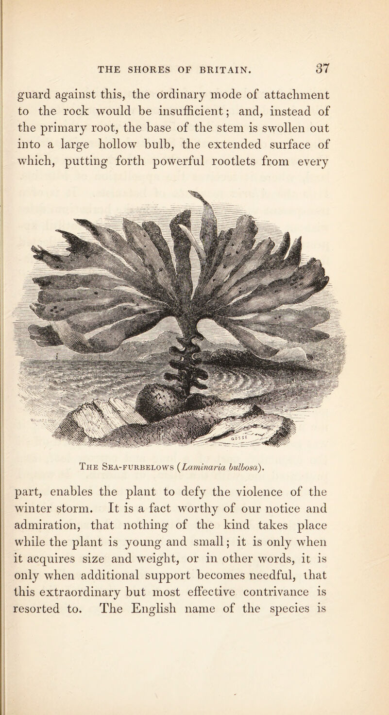 guard against this, the ordinary mode of attachment to the rock would be insufficient; and, instead of the primary root, the base of the stem is swollen out into a large hollow bulb, the extended surface of which, putting forth powerful rootlets from every The Sea-furbelows (Laminaria bulbosa). part, enables the plant to defy the violence of the winter storm. It is a fact worthy of our notice and admiration, that nothing of the kind takes place while the plant is young and small; it is only when it acquires size and weight, or in other words, it is only when additional support becomes needful, that this extraordinary but most effective contrivance is resorted to. The English name of the species is