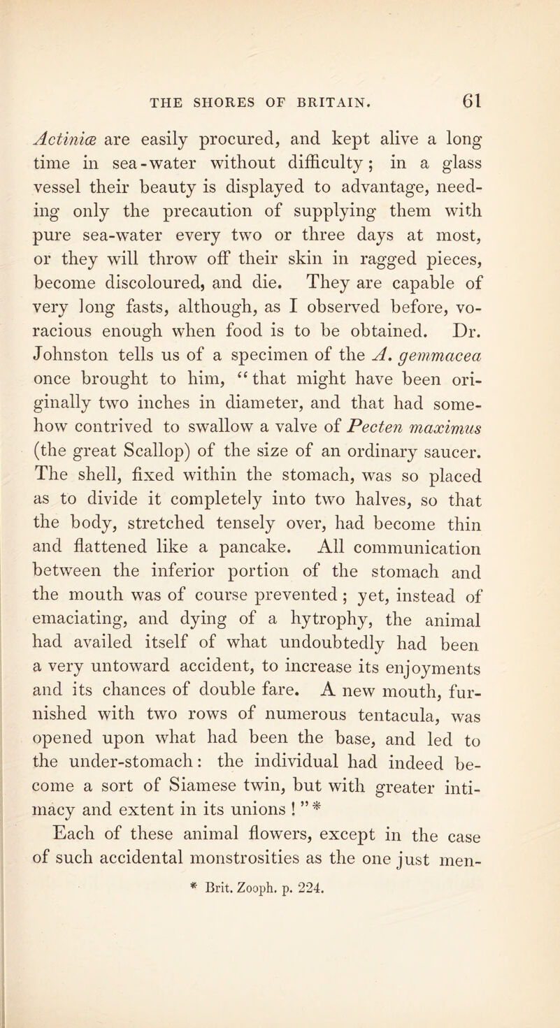 Actinia are easily procured, and kept alive a long time in sea-water without difficulty; in a glass vessel their beauty is displayed to advantage, need- ing only the precaution of supplying them with pure sea-w’ater every two or three days at most, or they will throw off their skin in ragged pieces, become discoloured, and die. They are capable of very Jong fasts, although, as I observed before, vo- racious enough when food is to be obtained. Dr. Johnston tells us of a specimen of the A. gemmacea once brought to him, “ that might have been ori- ginally two inches in diameter, and that had some- how contrived to swallow a valve of Pecten maximus (the great Scallop) of the size of an ordinary saucer. The shell, fixed within the stomach, was so placed as to divide it completely into two halves, so that the body, stretched tensely over, had become thin and flattened like a pancake. All communication between the inferior portion of the stomach and the mouth was of course prevented ; yet, instead of emaciating, and dying of a hytrophy, the animal had availed itself of what undoubtedly had been a very untoward accident, to increase its enjoyments and its chances of double fare. A new mouth, fur- nished with two rows of numerous tentacula, was opened upon what had been the base, and led to the under-stomach: the individual had indeed be- come a sort of Siamese twin, but with greater inti- macy and extent in its unions ! ” * Each of these animal flowers, except in the case of such accidental monstrosities as the one just men- * Brit. Zooph. p. 224.