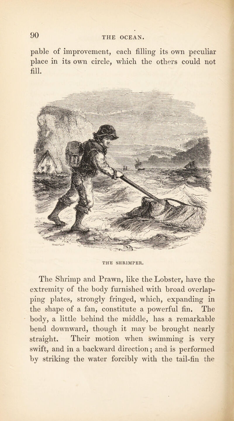 THE OCEAN. pable of improvement, each filling its own peculiar place in its own circle, which the others could not fill. THE SHRIMPER. The Shrimp and Prawn, like the Lobster, have the extremity of the body furnished with broad overlap- ping plates, strongly fringed, which, expanding in the shape of a fan, constitute a powerful fin. The body, a little behind the middle, has a remarkable bend downward, though it may be brought nearly straight. Their motion when swimming is very swift, and in a backward direction; and is performed by striking the water forcibly with the tail-fin the