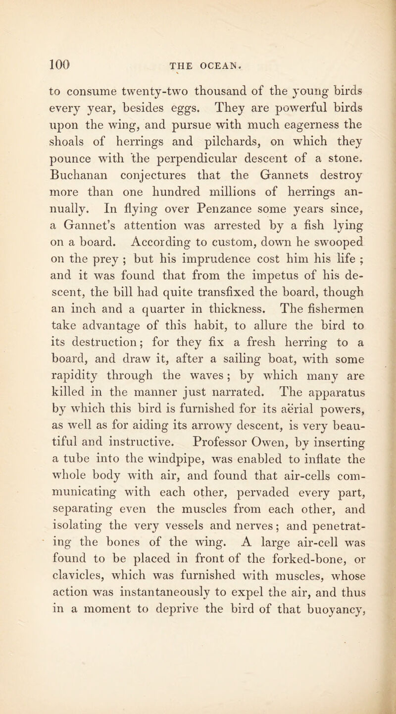 to consume twenty-two thousand of the young birds every year, besides eggs. They are powerful birds upon the wing, and pursue with much eagerness the shoals of herrings and pilchards, on which they pounce with 'the perpendicular descent of a stone. Buchanan conjectures that the Gannets destroy more than one hundred millions of herrings an- nually. In flying over Penzance some years since, a Gannet’s attention was arrested by a fish lying on a board. According to custom, down he swooped on the prey ; but his imprudence cost him his life ; and it was found that from the impetus of his de- scent, the bill had quite transfixed the board, though an inch and a quarter in thickness. The fishermen take advantage of this habit, to allure the bird to its destruction; for they fix a fresh herring to a board, and draw it, after a sailing boat, with some rapidity through the waves; by which many are killed in the manner just narrated. The apparatus by which this bird is furnished for its aerial powers, as well as for aiding its arrowy descent, is very beau- tiful and instructive. Professor Owen, by inserting a tube into the windpipe, was enabled to inflate the whole body with air, and found that air-cells com- municating with each other, pervaded every part, separating even the muscles from each other, and isolating the very vessels and nerves; and penetrat- ing the bones of the wing. A large air-cell was found to be placed in front of the forked-bone, or clavicles, which was furnished with muscles, whose action was instantaneously to expel the air, and thus in a moment to deprive the bird of that buoyancy,