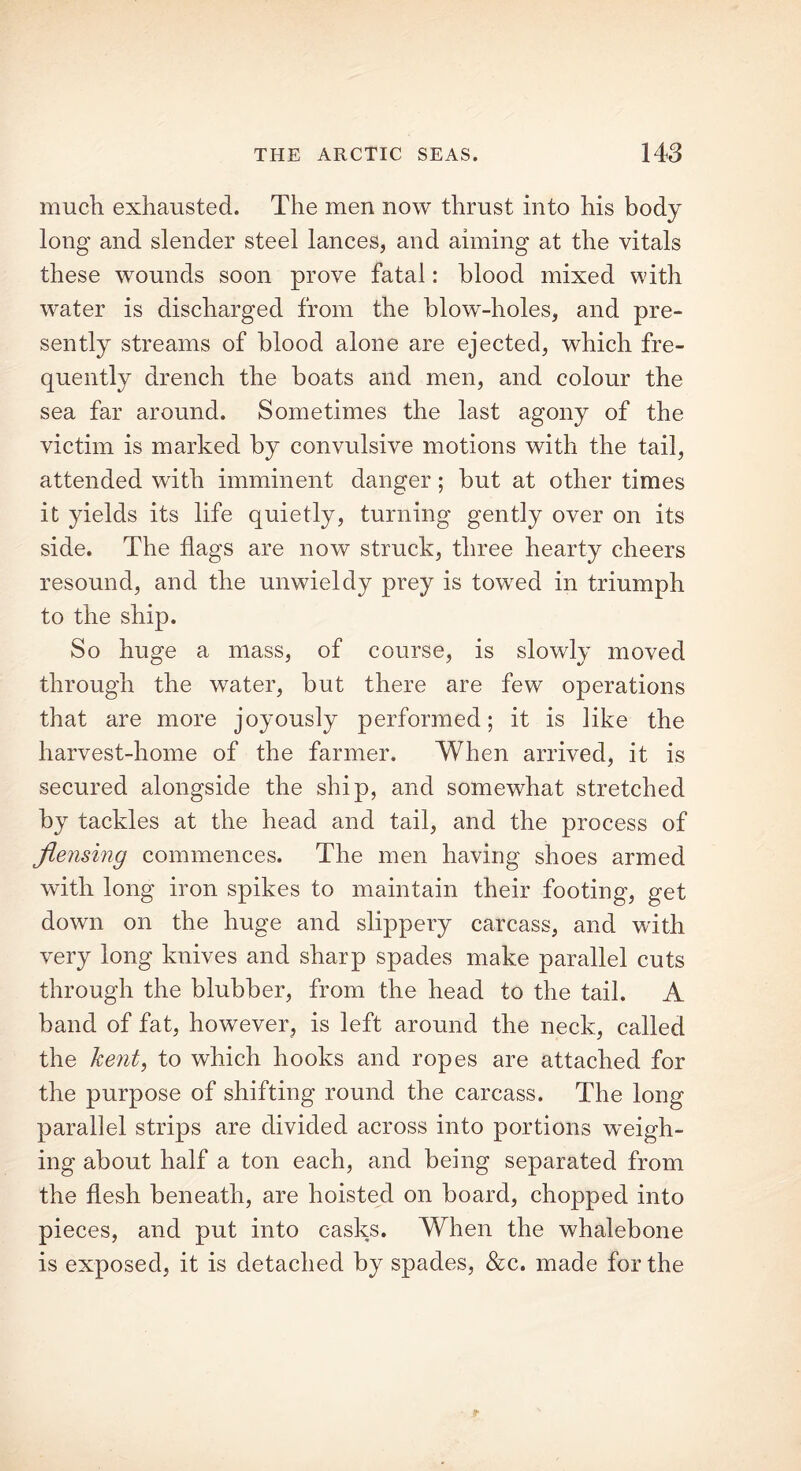 much exhausted. The men now thrust into his body long and slender steel lances, and aiming at the vitals these wounds soon prove fatal: blood mixed with water is discharged from the blow-holes, and pre- sently streams of blood alone are ejected, which fre- quently drench the boats and men, and colour the sea far around. Sometimes the last agony of the victim is marked by convulsive motions with the tail, attended with imminent danger; but at other times it yields its life quietly, turning gently over on its side. The flags are now struck, three hearty cheers resound, and the unwieldy prey is towed in triumph to the ship. So huge a mass, of course, is slowly moved through the water, but there are few operations that are more joyously performed; it is like the harvest-home of the farmer. When arrived, it is secured alongside the ship, and somewhat stretched by tackles at the head and tail, and the process of flensing commences. The men having shoes armed with long iron spikes to maintain their footing, get down on the huge and slippery carcass, and with very long knives and sharp spades make parallel cuts through the blubber, from the head to the tail. A band of fat, however, is left around the neck, called the hent, to which hooks and ropes are attached for the purpose of shifting round the carcass. The long parallel strips are divided across into portions weigh- ing about half a ton each, and being separated from the flesh beneath, are hoisted on board, chopped into pieces, and put into casks. When the whalebone is exposed, it is detached by spades, &c. made for the