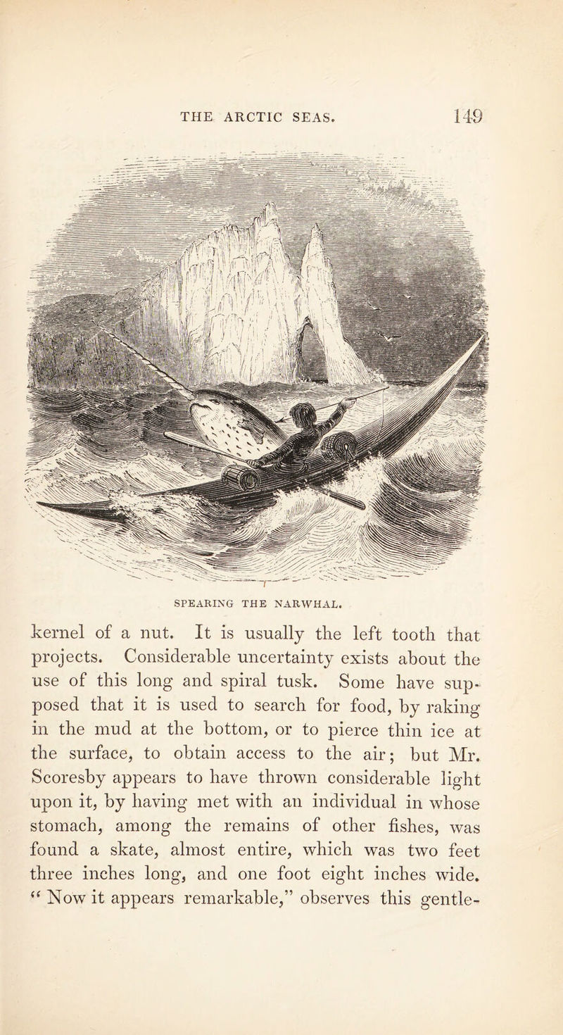 SPEARING THE NARWHAL. kernel of a nut. It is usually the left tooth that projects. Considerable uncertainty exists about the use of this long and spiral tusk. Some have sup- posed that it is used to search for food, by raking in the mud at the bottom, or to pierce thin ice at the surface, to obtain access to the air; but Mr. Scoresby appears to have thrown considerable light upon it, by having met with an individual in whose stomach, among the remains of other fishes, was found a skate, almost entire, which was two feet three inches long, and one foot eight inches wide. <( Now it appears remarkable,” observes this gentle-