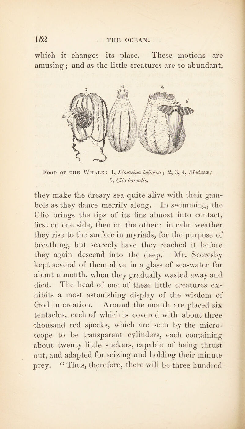 which it changes its place. These motions are amusing; and as the little creatures are so abundant, Food of the Whale: 1, Limacina helicina; 2, 3, 4, Medusae; 5, Clio borealis. they make the dreary sea quite alive with their gam- bols as they dance merrily along. In swimming, the Clio brings the tips of its tins almost into contact, first on one side, then on the other : in calm weather they rise to the surface in myriads, for the purpose of breathing, but scarcely have they reached it before they again descend into the deep. Mr. Scoresby kept several of them alive in a glass of sea-water for about a month, when they gradually wasted away and died. The head of one of these little creatures ex- hibits a most astonishing display of the wisdom of God in creation. Around the mouth are placed six tentacles, each of which is covered with about three thousand red specks, which are seen by the micro- scope to be transparent cylinders, each containing about twenty little suckers, capable of being thrust out, and adapted for seizing and holding their minute prey. et Thus, therefore, there will be three hundred