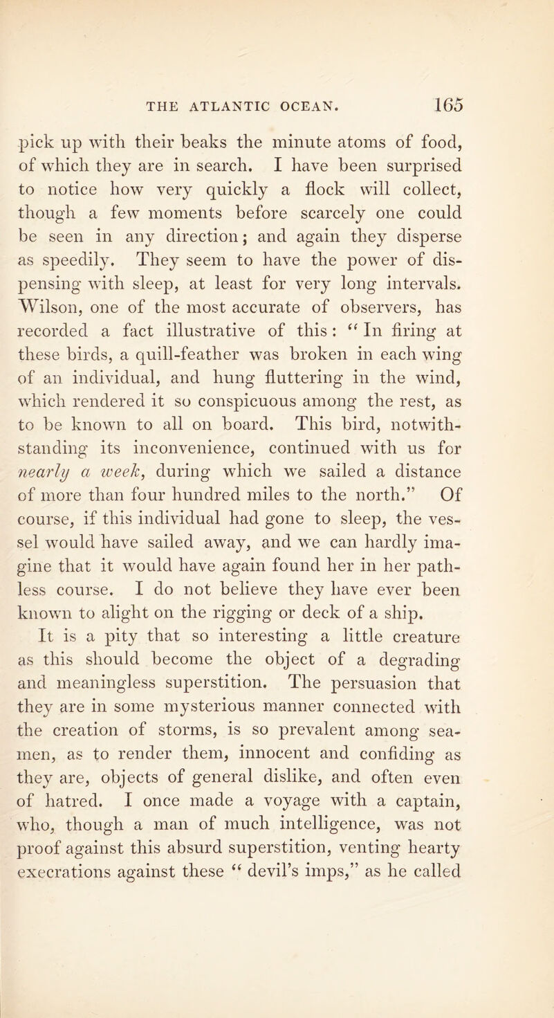 pick up with their beaks the minute atoms of food, of which they are in search. I have been surprised to notice how very quickly a flock will collect, though a few moments before scarcely one could be seen in any direction; and again they disperse as speedily. They seem to have the power of dis- pensing with sleep, at least for very long intervals. Wilson, one of the most accurate of observers, has recorded a fact illustrative of this: i( In firing at these birds, a quill-feather was broken in each wing of an individual, and hung fluttering in the wind, which rendered it so conspicuous among the rest, as to be known to all on board. This bird, notwith- standing its inconvenience, continued with us for nearly a tveek, during which we sailed a distance of more than four hundred miles to the north.” Of course, if this individual had gone to sleep, the ves- sel would have sailed away, and we can hardly ima- gine that it would have again found her in her path- less course. I do not believe they have ever been known to alight on the rigging or deck of a ship. It is a pity that so interesting a little creature as this should become the object of a degrading and meaningless superstition. The persuasion that they are in some mysterious manner connected with the creation of storms, is so prevalent among sea- men, as to render them, innocent and confiding as they are, objects of general dislike, and often even of hatred. I once made a voyage with a captain, who, though a man of much intelligence, was not proof against this absurd superstition, venting hearty execrations against these “ devil’s imps,” as he called