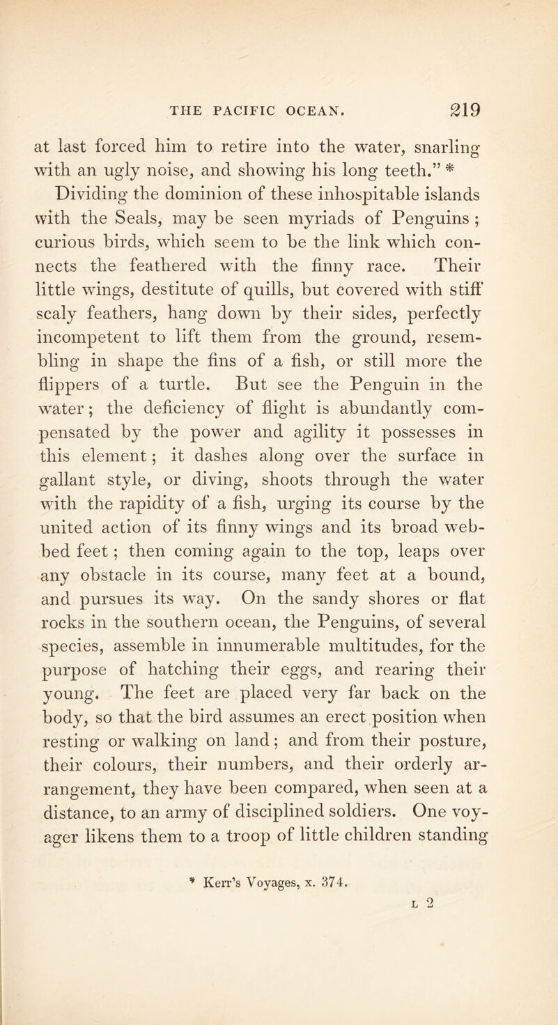 at last forced him to retire into the water, snarling with an ugly noise, and showing his long teeth.” * Dividing the dominion of these inhospitable islands with the Seals, may be seen myriads of Penguins ; curious birds, which seem to be the link which con- nects the feathered with the finny race. Their little wings, destitute of quills, but covered with stiff scaly feathers, hang down by their sides, perfectly incompetent to lift them from the ground, resem- bling in shape the fins of a fish, or still more the flippers of a turtle. But see the Penguin in the water; the deficiency of flight is abundantly com- pensated by the power and agility it possesses in this element; it dashes along over the surface in gallant style, or diving, shoots through the water with the rapidity of a fish, urging its course by the united action of its finny wings and its broad web- bed feet; then coming again to the top, leaps over any obstacle in its course, many feet at a bound, and pursues its way. On the sandy shores or flat rocks in the southern ocean, the Penguins, of several species, assemble in innumerable multitudes, for the purpose of hatching their eggs, and rearing their young. The feet are placed very far back on the body, so that the bird assumes an erect position when resting or walking on land; and from their posture, their colours, their numbers, and their orderly ar- rangement, they have been compared, when seen at a distance, to an army of disciplined soldiers. One voy- ager likens them to a troop of little children standing * Kerr’s Voyages, x. 374.