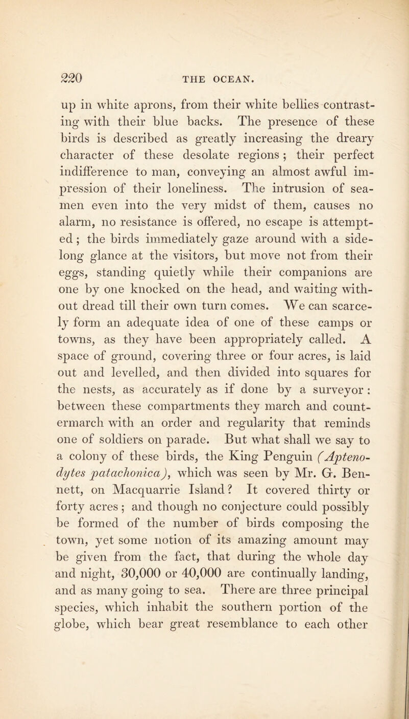 up in white aprons, from their white bellies contrast- ing with their blue backs. The presence of these birds is described as greatly increasing the dreary character of these desolate regions; their perfect indifference to man, conveying an almost awful im- pression of their loneliness. The intrusion of sea- men even into the very midst of them, causes no alarm, no resistance is offered, no escape is attempt- ed ; the birds immediately gaze around with a side- long glance at the visitors, but move not from their eggs, standing quietly while their companions are one by one knocked on the head, and waiting with- out dread till their own turn comes. We can scarce- ly form an adequate idea of one of these camps or towns, as they have been appropriately called. A space of ground, covering three or four acres, is laid out and levelled, and then divided into squares for the nests, as accurately as if done by a surveyor : between these compartments they march and count- ermarch with an order and regularity that reminds one of soldiers on parade. But what shall we say to a colony of these birds, the King Penguin (Apteno- dytes patachonica), which was seen by Mr. G. Ben- nett, on Macquarrie Island? It covered thirty or forty acres ; and though no conjecture could possibly be formed of the number of birds composing the town, yet some notion of its amazing amount may be given from the fact, that during the whole day and night, 30,000 or 40,000 are continually landing, and as many going to sea. There are three principal species, which inhabit the southern portion of the globe, which bear great resemblance to each other