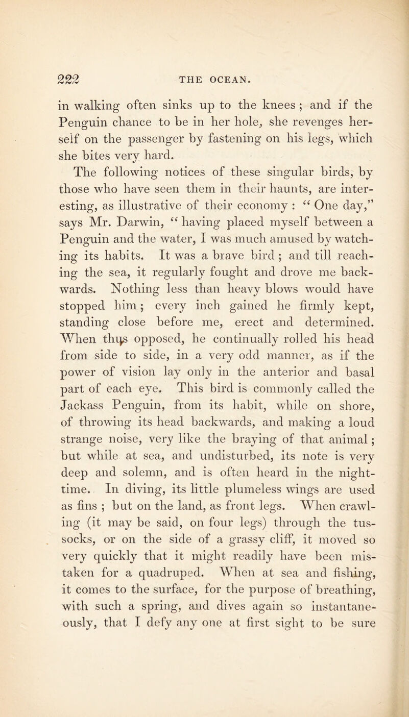 in walking often sinks up to the knees ; and if the Penguin chance to he in her hole, she revenges her- self on the passenger by fastening on his legs, which she bites very hard. The following notices of these singular birds, by those who have seen them in their haunts, are inter- esting, as illustrative of their economy : “ One day,” says Mr. Darwin, “ having placed myself between a Penguin and the water, I was much amused by watch- ing its habits. It was a brave bird ; and till reach- ing the sea, it regularly fought and drove me back- wards. Nothing less than heavy blows would have stopped him; every inch gained he firmly kept, standing close before me, erect and determined. When thtys opposed, he continually rolled his head from side to side, in a very odd manner, as if the power of vision lay only in the anterior and basal part of each eye. This bird is commonly called the Jackass Penguin, from its habit, while on shore, of throwing its head backwards, and making a loud strange noise, very like the braying of that animal; but while at sea, and undisturbed, its note is very deep and solemn, and is often heard in the night- time. In diving, its little plumeless wings are used as fins ; but on the land, as front legs. When crawl- ing (it may be said, on four legs) through the tus- socks, or on the side of a grassy cliff, it moved so very quickly that it might readily have been mis- taken for a quadruped. When at sea and fishing, it comes to the surface, for the purpose of breathing, with such a spring, and dives again so instantane- ously, that I defy any one at first sight to be sure