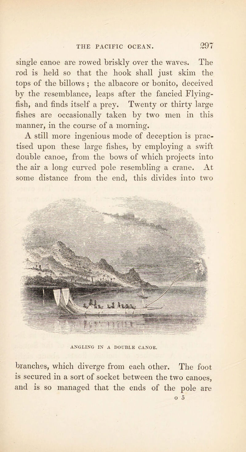 single canoe are rowed briskly over the waves. The rod is held so that the hook shall just skim the tops of the billows ; the albacore or bonito, deceived by the resemblance, leaps after the fancied Flying- fish, and finds itself a prey. Twenty or thirty large fishes are occasionally taken by two men in this manner, in the course of a morning. A still more ingenious mode of deception is prac- tised upon these large fishes, by employing a swift double canoe, from the bows of which projects into the air a long curved pole resembling a crane. At some distance from the end, this divides into two ANGLING IN A DOUBLE CANOE. branches, which diverge from each other. The foot is secured in a sort of socket between the two canoes, and is so managed that the ends of the pole are