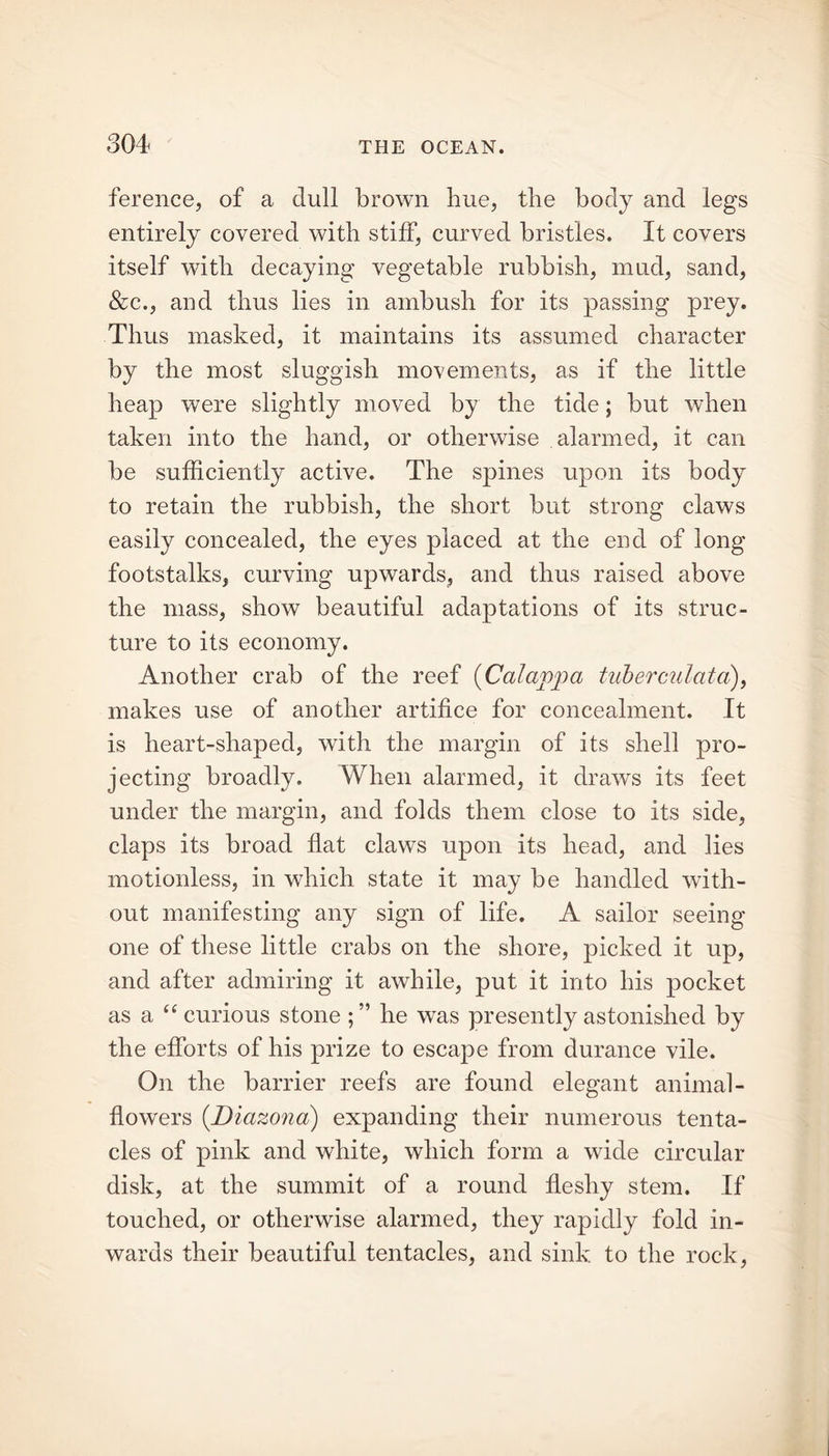 ference, of a dull brown hue, the body and legs entirely covered with stiff, curved bristles. It covers itself with decaying vegetable rubbish, mud, sand, &c., and thus lies in ambush for its passing prey. Thus masked, it maintains its assumed character by the most sluggish movements, as if the little heap were slightly moved by the tide; but when taken into the hand, or otherwise alarmed, it can be sufficiently active. The spines upon its body to retain the rubbish, the short but strong claws easily concealed, the eyes placed at the end of long footstalks, curving upwards, and thus raised above the mass, show beautiful adaptations of its struc- ture to its economy. Another crab of the reef (Calappa tuberculata), makes use of another artifice for concealment. It is heart-shaped, with the margin of its shell pro- jecting broadly. When alarmed, it draws its feet under the margin, and folds them close to its side, claps its broad flat claws upon its head, and lies motionless, in which state it may be handled with- out manifesting any sign of life. A sailor seeing one of these little crabs on the shore, picked it up, and after admiring it awhile, put it into his pocket as a “ curious stone ; ” he was presently astonished by the efforts of his prize to escape from durance vile. On the barrier reefs are found elegant animal- flowers (Diazona) expanding their numerous tenta- cles of pink and white, which form a wide circular disk, at the summit of a round fleshy stem. If touched, or otherwise alarmed, they rapidly fold in- wards their beautiful tentacles, and sink to the rock,