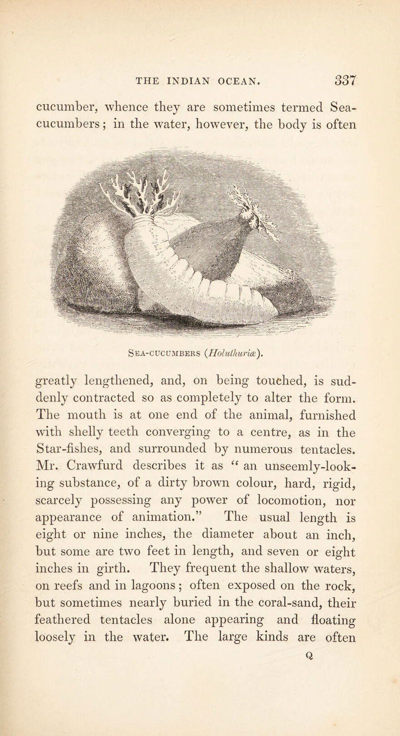 cucumber, whence they are sometimes termed Sea- cucumbers ; in the water, however, the body is often S ea-cucumbers (Holuthuria). greatly lengthened, and, on being touched, is sud- denly contracted so as completely to alter the form. The mouth is at one end of the animal, furnished with shelly teeth converging to a centre, as in the Star-fishes, and surrounded by numerous tentacles. Mr. Crawfurd describes it as (( an unseemly-look- ing substance, of a dirty brown colour, hard, rigid, scarcely possessing any power of locomotion, nor appearance of animation.” The usual length is eight or nine inches, the diameter about an inch, but some are two feet in length, and seven or eight inches in girth. They frequent the shallow waters, on reefs and in lagoons; often exposed on the rock, but sometimes nearly buried in the coral-sand, their feathered tentacles alone appearing and floating loosely in the water. The large kinds are often Q
