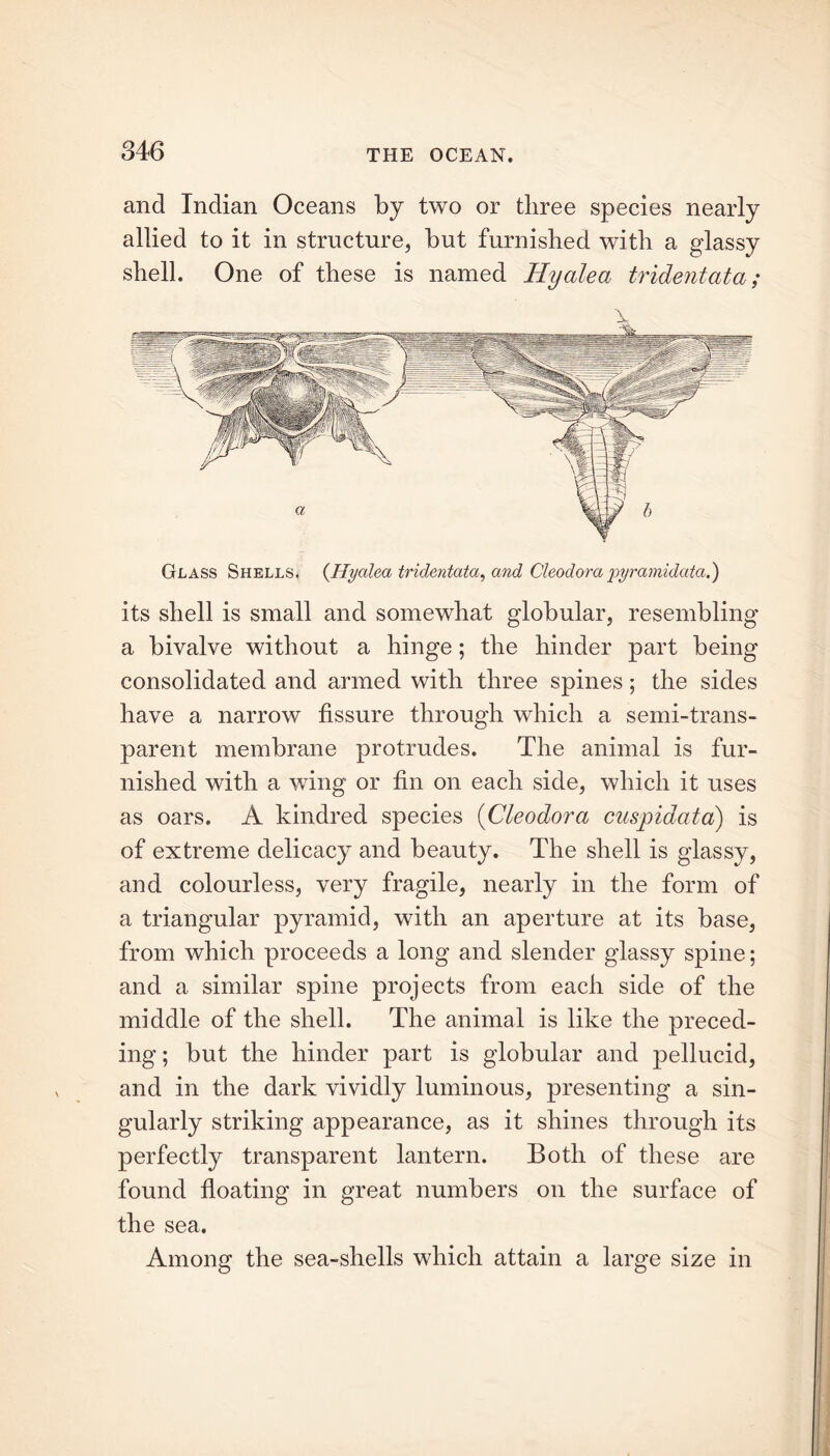 and Indian Oceans by two or three species nearly allied to it in structure, but furnished with a glassy shell. One of these is named Hyalea trident at a; X Glass Shells. (Hyalea tridentata, and Cleodora pyramidata.) its shell is small and somewhat globular, resembling a bivalve without a hinge; the hinder part being consolidated and armed with three spines; the sides have a narrow fissure through which a semi-trans- parent membrane protrudes. The animal is fur- nished with a wing or fin on each side, which it uses as oars. A kindred species (Cleodora cuspidata) is of extreme delicacy and beauty. The shell is glassy, and colourless, very fragile, nearly in the form of a triangular pyramid, with an aperture at its base, from which proceeds a long and slender glassy spine; and a similar spine projects from each side of the middle of the shell. The animal is like the preced- ing ; but the hinder part is globular and pellucid, and in the dark vividly luminous, presenting a sin- gularly striking appearance, as it shines through its perfectly transparent lantern. Both of these are found floating in great numbers on the surface of the sea. Among the sea-shells which attain a large size in