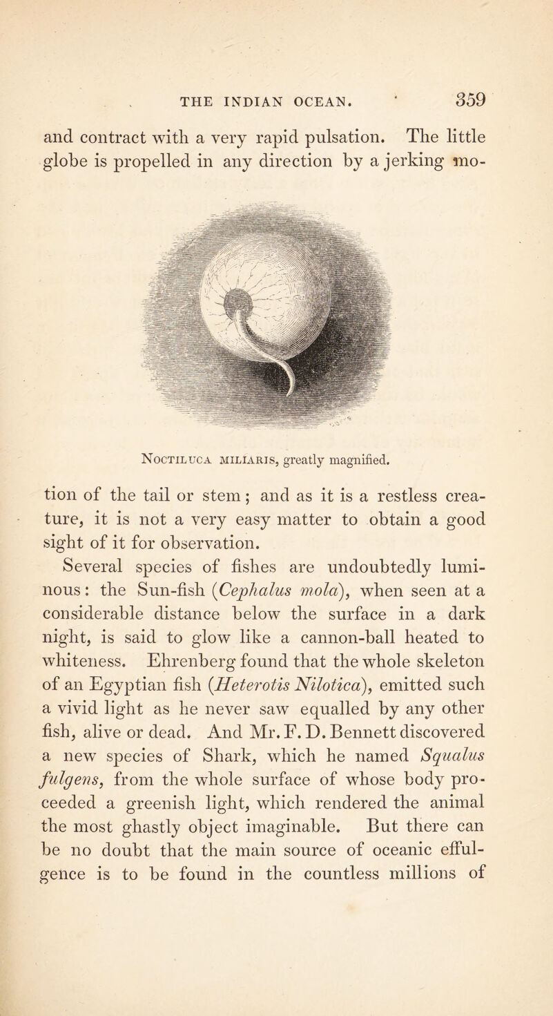 and contract with a very rapid pulsation. The little globe is propelled in any direction by a jerking mo- Noctiluca miliaris, greatly magnified. tion of the tail or stem; and as it is a restless crea- ture, it is not a very easy matter to obtain a good sight of it for observation. Several species of fishes are undoubtedly lumi- nous : the Sun-fish (Cephalus mold), when seen at a considerable distance below the surface in a dark night, is said to glow like a cannon-ball heated to whiteness. Ehrenberg found that the whole skeleton of an Egyptian fish (Heterotis Nilotica), emitted such a vivid light as he never saw equalled by any other fish, alive or dead. And Mr. F. D. Bennett discovered a new species of Shark, which he named Squalus fulgens, from the whole surface of whose body pro- ceeded a greenish light, which rendered the animal the most ghastly object imaginable. But there can be no doubt that the main source of oceanic efful- gence is to be found in the countless millions of