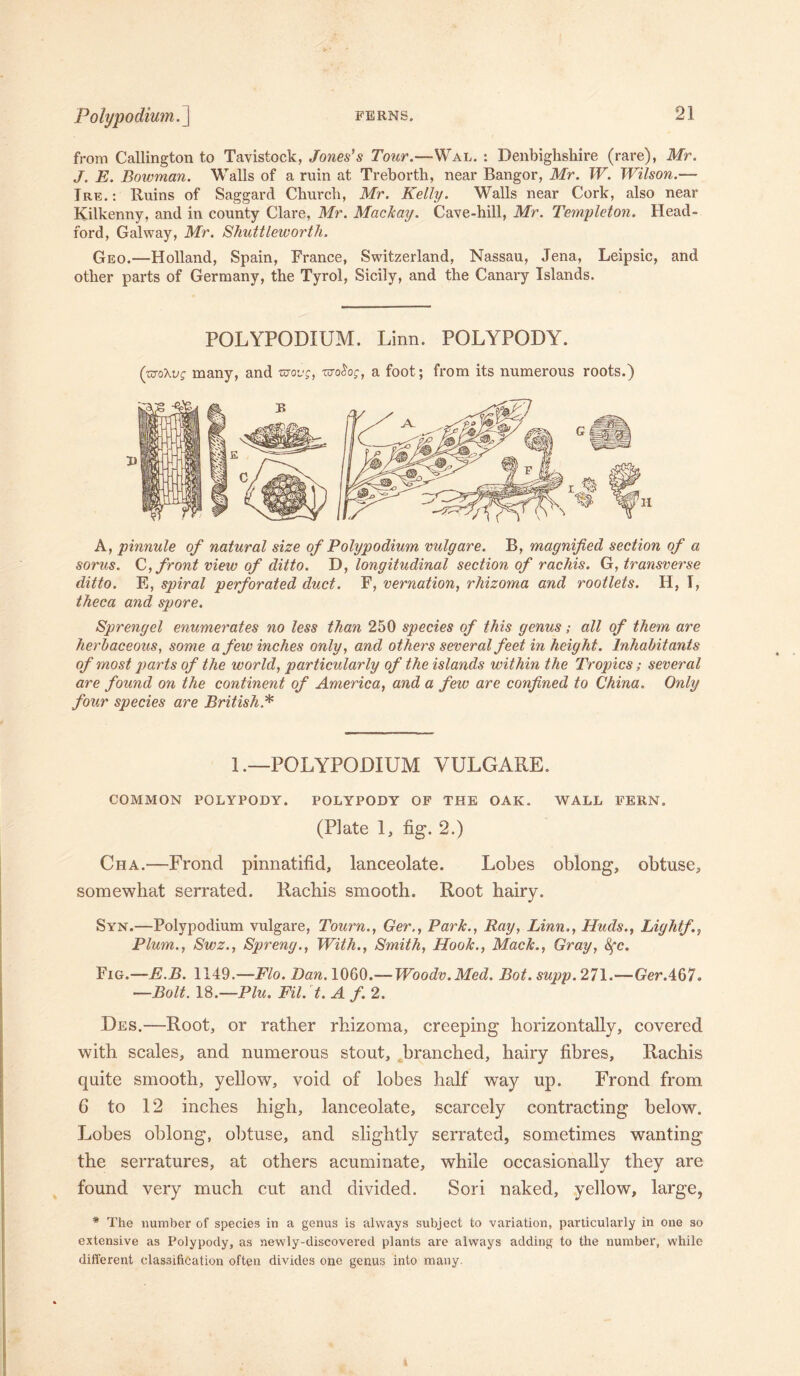 from Callington to Tavistock, Jones's Tour.—Wal. : Denbighshire (rare), Mr. J. E. Bowman. Walls of a ruin at Treborth, near Bangor, Mr. TV. Wilson.— Ire.: Ruins of Saggard Church, Mr. Kelly. Walls near Cork, also near Kilkenny, and in county Clare, Mr. MacTcay. Cave-hill, Mr. Templeton. Head- ford, Galway, Mr. Shuttleworth. Geo.—Holland, Spain, France, Switzerland, Nassau, Jena, Leipsic, and other parts of Germany, the Tyrol, Sicily, and the Canary Islands. POLYPODIUM, Linn. POLYPODY. A, pinnule of natural size of Polypodium vulgare. B, magnified section of a sorus. C, front view of ditto. D, longitudinal section of rachis. G, transverse ditto. E, spiral perforated duct. F, vernation, rhizoma and rootlets. H, I, theca and spore. Sprengel enumerates no less than 250 species of this genus; all of them are herbaceous, some a few inches only, and others several feet in height. Inhabitants of most parts of the world, particularly of the islands within the Tropics; several are found on the continent of America, and a few are confined to China. Only four species are British* 1 .—POLYPODIUM VULGARE. COMMON POLYPODY. POLYPODY OF THE OAK. WALL FERN. (Plate 1, fig. 2.) Cha.—Frond pinnatifid, lanceolate. Lobes oblong, obtuse, somewhat serrated. Rachis smooth. Root hairy. Syn.—Polypodium vulgare, Tourn., Ger., Park., Ray, Linn., Huds., Lightf., Plum., Swz., Spreng., With., Smith, Hook., Mack., Gray, fyc. Fig.—E.B. 1149.—Flo. Dan. 1060.— Woodv.Med. Bot. supp. 271.-—Ger.467. —Bolt. 18.—Plu. Fil. t. A f. 2. Des.—Root, or rather rhizoma, creeping horizontally, covered with scales, and numerous stout, branched, hairy fibres, Rachis quite smooth, yellow, void of lobes half way up. Frond from G to 12 inches high, lanceolate, scarcely contracting below. Lobes oblong, obtuse, and slightly serrated, sometimes wanting the serratures, at others acuminate, while occasionally they are found very much cut and divided. Sori naked, yellow, large, * The number of species in a genus is always subject to variation, particularly in one so extensive as Polypody, as newly-discovered plants are always adding to the number, while different classification often divides one genus into many