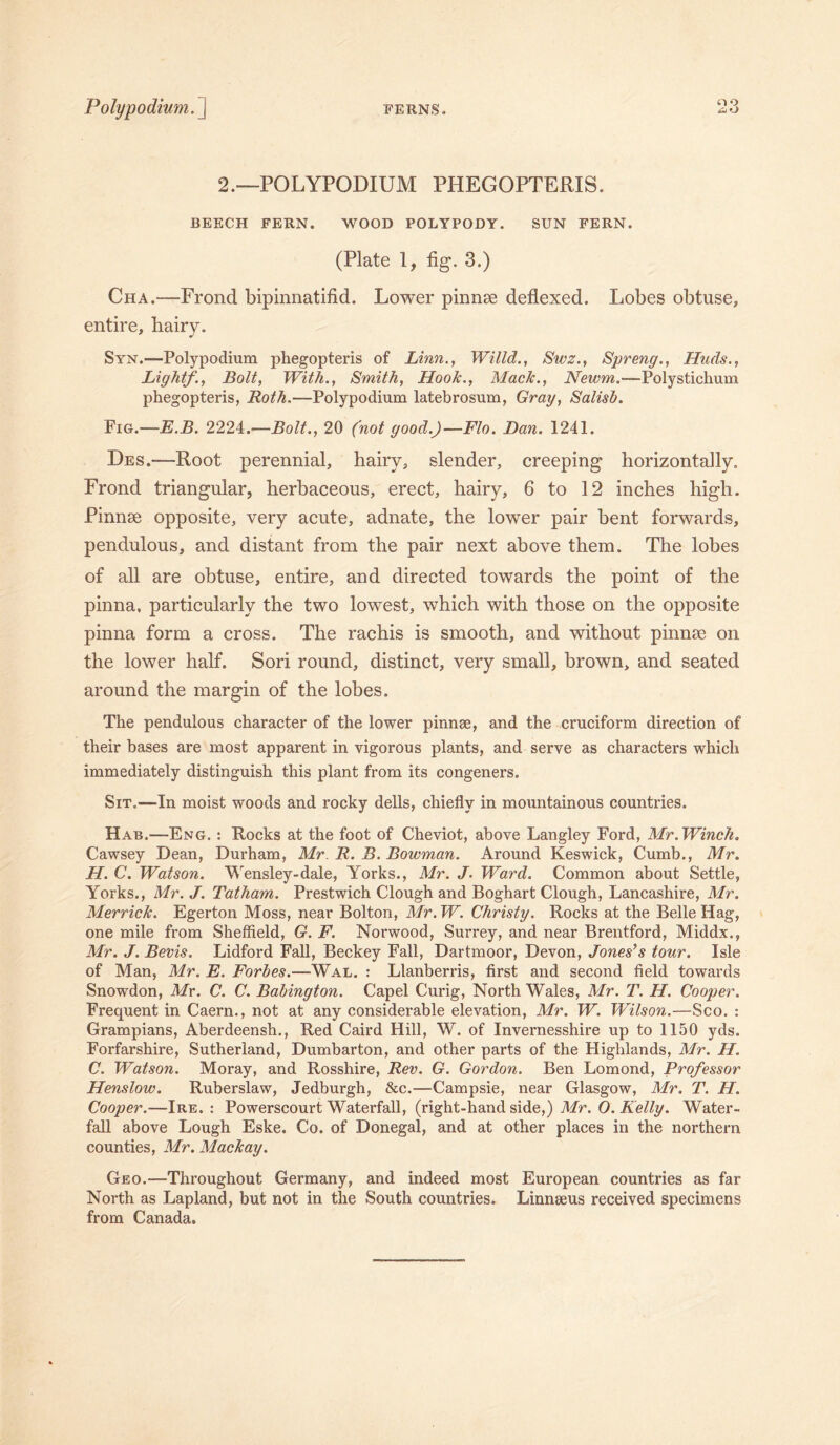 oo 2.—POLYPODIUM PHEGOPTERIS. BEECH FERN. WOOD POLYPODY. SUN FERN. (Plate 1, tig. 3.) Cha.—Frond bipinnatifid. Lower pinnae deflexed. Lobes obtuse, entire, hairy. Syn.—Polypodium phegopteris of Linn., Willd., Swz., Spreng., Huds., Light/., Bolt, With., Smith, HooJc., Mack., Newm.—Polystichum phegopteris, Roth.—Polypodium latebrosum, Gray, Salish. Fig.—E.B. 2224.—Bolt., 20 (not good.)—Flo. Dan. 1241. Des.—Root perennial, hairy, slender, creeping horizontally. Frond triangular, herbaceous, erect, hairy, 6 to 12 inches high. Pinnae opposite, very acute, adnate, the lower pair bent forwards, pendulous, and distant from the pair next above them. The lobes of all are obtuse, entire, and directed towards the point of the pinna, particularly the two lowest, which with those on the opposite pinna form a cross. The rachis is smooth, and without pinnae on the lower half. Sori round, distinct, very small, brown, and seated around the margin of the lobes. The pendulous character of the lower pinnas, and the cruciform direction of their bases are most apparent in vigorous plants, and serve as characters which immediately distinguish this plant from its congeners. Sit.—In moist woods and rocky dells, chiefly in mountainous countries. Hab.—Eng. : Rocks at the foot of Cheviot, above Langley Ford, Mr. Winch. Cawsey Dean, Durham, Mr R. B. Bowman. Around Keswick, Cumb., Mr. H. C. Watson. Wensley-dale, Yorks., Mr. J. Ward. Common about Settle, Yorks., Mr. J. Tatham. Prestwich Clough and Boghart Clough, Lancashire, Mr. Merrick. Egerton Moss, near Bolton, Mr. W. Christy. Rocks at the Belle Hag, one mile from Sheffield, G. F. Norwood, Surrey, and near Brentford, Middx., Mr. J. Bevis. Lidford Fall, Beckey Fall, Dartmoor, Devon, Jones’s tour. Isle of Man, Mr. E. Forbes.—Wal. : Llanberris, first and second field towards Snowdon, Mr. C. C. Babington. Capel Curig, North Wales, Mr. T. H. Cooper. Frequent in Caern., not at any considerable elevation, Mr. W. Wilson.—Sco. : Grampians, Aberdeensh., Red Caird Hill, W. of Invernesshire up to 1150 yds. Forfarshire, Sutherland, Dumbarton, and other parts of the Highlands, Mr. H. C. Watson. Moray, and Rosshire, Rev. G. Gordon. Ben Lomond, Professor Henslow. Ruberslaw, Jedburgh, &c.—Campsie, near Glasgow, Mr. T. H. Cooper.-—Ire.: Powerscourt Waterfall, (right-hand side,) Mr. 0. Kelly. Water- fall above Lough Eske. Co. of Donegal, and at other places in the northern counties, Mr. Mackay. Geo.—Throughout Germany, and indeed most European countries as far North as Lapland, but not in the South countries. Linnseus received specimens from Canada.