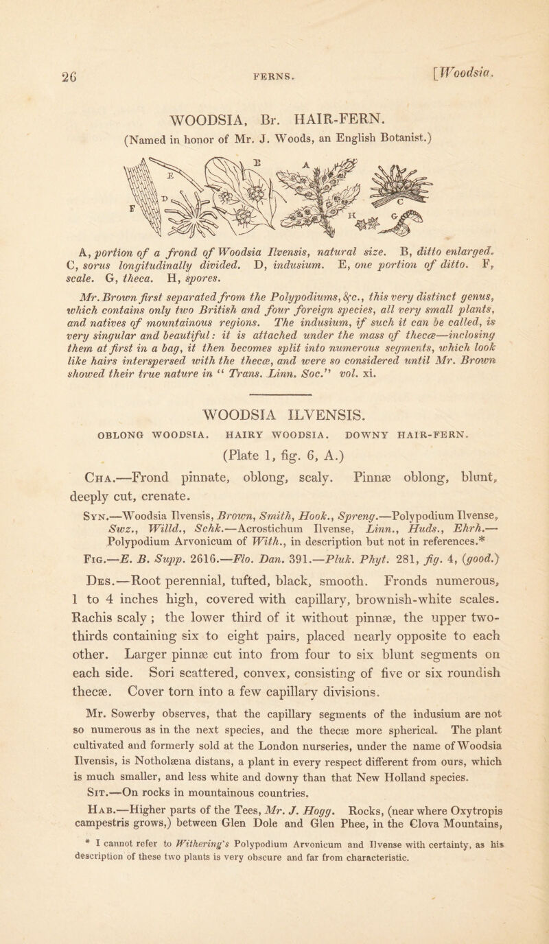 l Wood si a. WOODSIA, Br. HAIR-FERN. (Named in honor of Mr. J. Woods, an English Botanist.) A, portion of a frond of Woodsia Ilvensis, natural size. B, ditto enlarged. C, sorus longitudinally divided. D, indusium. E, one portion of ditto. F? scale. G, theca. H, spores. Mr. Brown first separated from the Polypodiums,Sfc., this very distinct genus, which contains only two British and four foreign species, all very small plants, and natives of mountainous regions. The indusium, if such it can he called, is very singular and beautiful: it is attached under the mass of thecce—inclosing them at first in a hag, it then becomes split into numerous segments, which look like hairs interspersed with the thecae, and were so considered until Mr. Brown showed their true nature in “ Trans. Linn. Soc.” vol. xi. WOODSIA ILVENSIS. OBLONG WOODSIA. HAIRY WOODSIA. DOWNY HAIR-FERN. (Plate 1, fig. 6, A.) Cha.—Frond pinnate, oblong, scaly. Pinnae oblong, blunt, deeply cut, crenate. Syn.—Woodsia Ilvensis, Brown, Smith, Hook., Spreng.—Polypodium Ilvense, Swz., Willd., Schk.—Acrostichum Ilvense, Linn., Huds., Ehrh.— Polypodium Arvonicum of With., in description but not in references.* Fig.-—E. B. Sup>p. 2616.—Flo. Dan. 391.—Pluk. Phyt. 281, fig. 4, {good.) Des.—Root perennial, tufted, black, smooth. Fronds numerous, 1 to 4 inches high, covered with capillary, brownish-white scales. Rachis scaly ; the lower third of it without pinnae, the upper two- thirds containing six to eight pairs, placed nearly opposite to each other. Larger pinnae cut into from four to six blunt segments on each side. Sori scattered, convex, consisting of five or six roundish thecae. Cover torn into a few capillary divisions. Mr. Sowerby observes, that the capillary segments of the indusium are not so numerous as in the next species, and the thecae more spherical. The plant cultivated and formerly sold at the London nurseries, under the name of Woodsia Ilvensis, is Notholsena distans, a plant in every respect different from ours, which is much smaller, and less white and downy than that New Holland species. Sit.—On rocks in mountainous countries. Hab.—Higher parts of the Tees, Mr. J. Hogg. Rocks, (near where Oxytropis campestris grows,) between Glen Dole and Glen Phee, in the Glova Mountains, * I cannot refer to Withering's Polypodium Arvonicum and Ilvense with certainty, as his description of these two plants is very obscure and far from characteristic.
