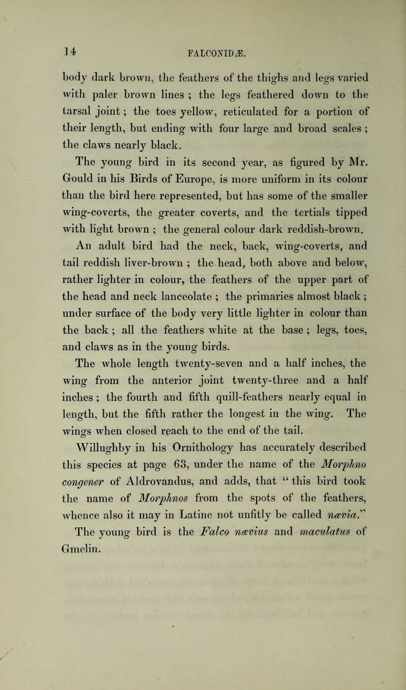 u body dark brown, the feathers of the thighs and legs varied with paler bi’own lines ; the legs feathered down to the tarsal joint; the toes yellow, reticulated for a portion of their length, but ending with four large and broad scales ; the claws nearly black. The young bird in its second year, as figured by Mr. Gould in his Birds of Europe, is more uniform in its colour than the bird here represented, but has some of the smaller wing-coverts, the greater coverts, and the tertials tipped with light brown ; the general colour dark reddish-brown. An adult bird had the neck, back, wing-coverts, and tail reddish liver-brown ; the head, both above and below, rather lighter in colour, the feathers of the upper part of the head and neck lanceolate ; the primaries almost black; under surface of the body very little lighter in colour than the back; all the feathers white at the base; legs, toes, and claws as in the young birds. The whole length twenty-seven and a half inches, the wing from the anterior joint twenty-three and a half inches; the fourth and fifth quill-feathers nearly equal in length, but the fifth rather the longest in the wing. The wings when closed reach to the end of the tail. Willughby in his Ornithology has accurately described this species at page 63, under the name of the Morplmo congener of Aldrovandus, and adds, that “ this bird took the name of Morphnos from the spots of the feathers, whence also it may in Latine not unfitly be called ntEvia. The young bird is the Falco neccius and macnlatns of Gmelin.