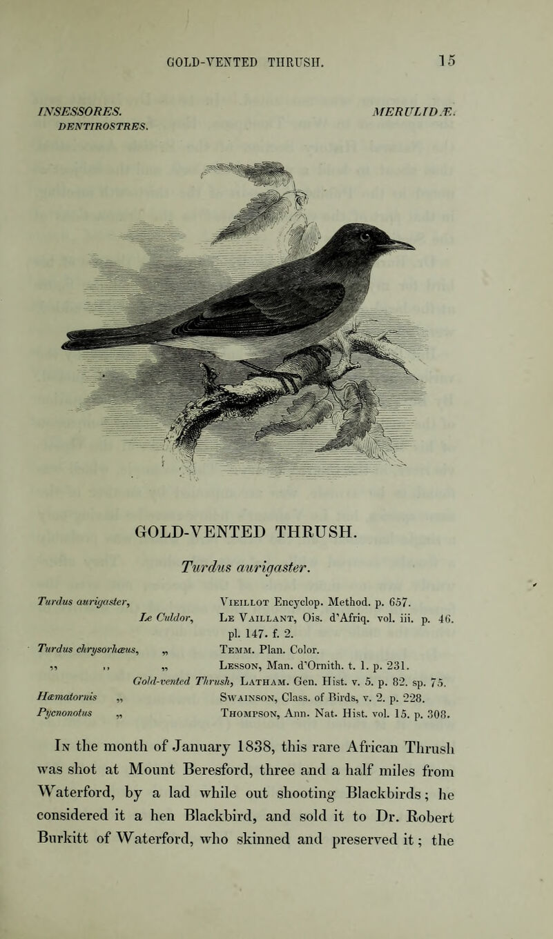 fXSESSORES. DENTIROSTRES. MERULTD.E. GOLD-VENTED THRUSH. Txirdiis aurigaster. Turdus aurigaster, Vieillot Encyclop. Method, p. G57. IjC Culdor, Le Vaillant, Ois. d'Afriq. vol. iii. p. 46. pi. 147. f. 2. Turdus chrysorluBus, „ Temm. Plan. Color. „ ,, „ Lesson, Man. d’Omith. t. 1. p. 231. Gotd-vented Thrush, Latham. Gen. Hist. v. 5. p. 82. sp. 7.5. Hetrmtornis „ Swainson, Class, of Birds, v. 2. p. 228. Pycnonotus „ Thompson, Ann. Nat. Hist. vol. 15. p. .308. In the month of January 1838, this rare African Thrush was shot at Mount Beresford, three and a half miles from Waterford, by a lad while out shooting Blackbirds; he considered it a hen Blackbird, and sold it to Dr. Robert Bnrkitt of Waterford, who .skinned and preserved it; the