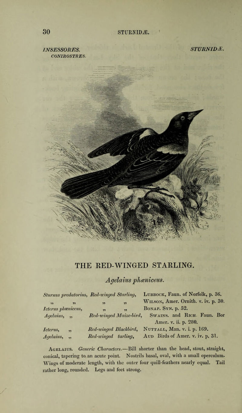 INSESSOBJ^S. STURNIDJE. CONIROSTRES. THE RED-WINGED STARLING. Agelaius phaniceus. Sturnus predatorius. Red-winged Starlwig, 19 >1 » 11 Icterus plicenicctts, „ „ Agelaius, „ Red-winged Maize-hird, Icterus, ,, A gelaius, „ Red-winged Blackbird, Red-icinged tarling. Lubbock, Faun, of Norfolk, p. 36. Wilson, Amer. Omith. v. iv. p. 30. Bonap. Syn. p. 52. Swains, and Rich. Faun. Bor Amer. v. ii. p. 280. Nuttall, Man. v. i. p. 169. Aud Birds of Amer. v. iv. p. 31. Agelaius. Generic Characters.—Bill shorter than the head, stout, straight, conical, tapering to an acute point. Nostrils basal, oval, with a small operculum. Wings of moderate length, with the outer four ipiill-foathers nearly equal. Tail rather long, rounded. Legs and feet strong.