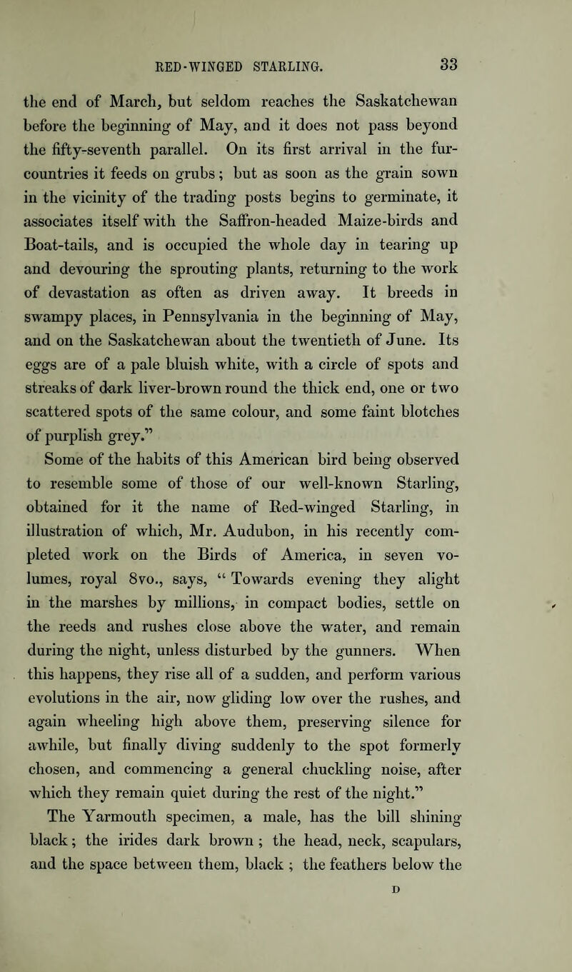 the end of March, but seldom reaches the Saskatchewan before the beginning of May, and it does not pass beyond the fifty-seventh parallel. On its first arrival in the fur- countries it feeds on grubs; but as soon as the grain sown in the vicinity of the trading posts begins to germinate, it associates itself with the Saffron-headed Maize-birds and Boat-tails, and is occupied the whole day in tearing up and devouring the sprouting plants, returning to the work of devastation as often as driven away. It breeds in swampy places, in Pennsylvania in the beginning of May, and on the Saskatchewan about the twentieth of June. Its eggs are of a pale bluish white, with a circle of spots and streaks of dark liver-brown round the thick end, one or two scattered spots of the same colour, and some faint blotches of purplish grey.” Some of the habits of this American bird being observed to resemble some of those of our well-known Starling, obtained for it the name of Red-winged Starling, in illustration of which, Mr. Audubon, in his recently com¬ pleted work on the Birds of America, in seven vo¬ lumes, royal 8vo., says, “ Towards evening they alight in the marshes by millions, in compact bodies, settle on the reeds and rushes close above the water, and remain during the night, unless disturbed by the gunners. When this happens, they rise all of a sudden, and perform various evolutions in the air, now gliding low over the rushes, and again wheeling high above them, preserving silence for awhile, but finally diving suddenly to the spot formerly chosen, and commencing a general chuckling noise, after which they remain quiet during the rest of the night.” The Yarmouth specimen, a male, has the bill shining- black ; the irides dark brown ; the head, neck, scapulars, and the space between them, black ; the feathers below the D