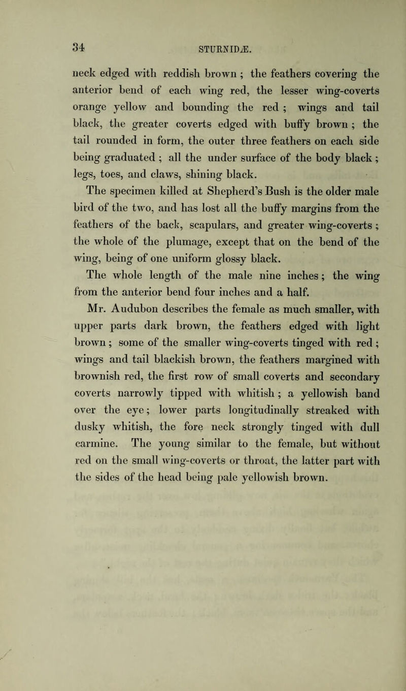 neck edged with reddish brown ; the feathers covering the anterior bend of each wing red, the lesser wing-coverts orange yellow and hounding the red ; wings and tail black, the greater coverts edged with huffy brown ; the tail rounded in form, the outer three feathers on each side being graduated ; all the under surface of the body black ; legs, toes, and claws, shining black. The specimen killed at Shepherd’s Bush is the older male bird of the two, and has lost all the huffy margins from the feathers of the hack, scapulars, and greater wing-coverts ; the whole of the plumage, except that on the bend of the wing, being of one uniform glossy black. The whole length of the male nine inches; the wing from the anterior bend four inches and a half. Mr. Audubon describes the female as much smaller, with upper parts dark brown, the feathers edged with light brown ; some of the smaller wing-coverts tinged with red ; wings and tail blackish brown, the feathers margined with brownish red, the first row of small coverts and secondary coverts narrowly tipped with whitish; a yellowish band over the eye; lower parts longitudinally streaked with dusky whitish, the fore neck strongly tinged with dull carmine. The young similar to the female, hut without red on the small wing-coverts or throat, the latter part with the sides of the head being pale yellowish brown.