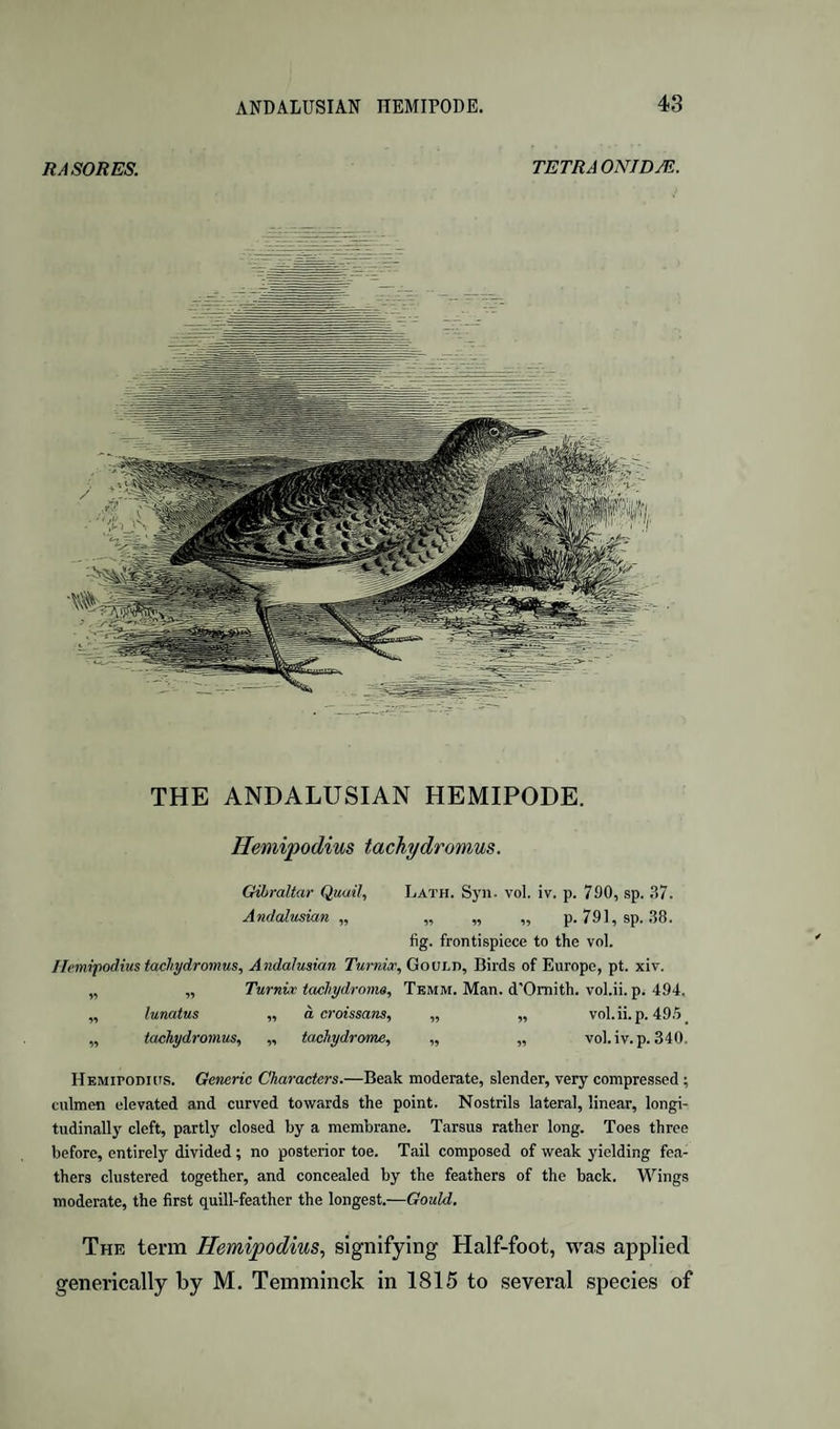 R A SORES. TETRAONJDM. THE ANDALUSIAN HEMIPODE. Hemipodius tachydromus. CHbraltar Quail, Lath. Syn. vol. iv. p. 790, sp. 37. Andaltisian „ „ „ „ p. 791,sp. 38. fig. frontispiece to the vol. Ilemijiodius tachydromus, Andalusian Turnioc, Gould, Birds of Europe, pt. xiv. „ „ Turnir tachydroms, Tbmm. Man. d'Omith. vol.ii. p. 494. „ lunatus ,, a, croissans, „ „ vol.ii.p. 49.'5_ ,, tachydroimus, „ ta.chydrome, ,, „ vol. iv. p. 340. IlEMiroDitTS. Generic Characters.—Beak moderate, slender, very compressed; cnlmen elevated and curved towards the point. Nostrils lateral, linear, longi¬ tudinally cleft, partly closed by a membrane. Tarsus rather long. Toes three before, entirely divided; no posterior toe. Tail composed of weak yielding fea¬ thers clustered together, and concealed by the feathers of the back. Wings moderate, the first quill-feather the longest.—Gould. The term Hemipodius, signifying Half-foot, was applied generically by M. Temminck in 1815 to several species of