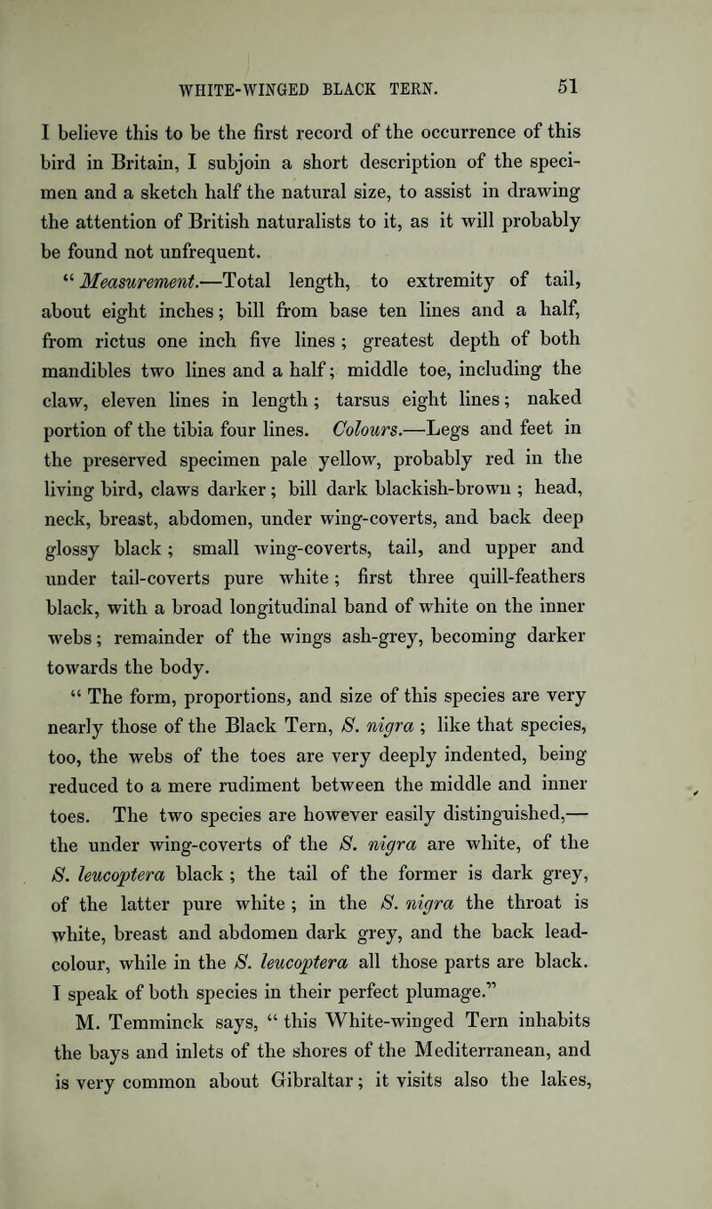 I believe this to be the first record of the occurrence of this bird in Britain, I subjoin a short description of the speci¬ men and a sketch half the natural size, to assist in drawing the attention of British naturalists to it, as it will probably be found not unfrequent. “ Measurement.—Total length, to extremity of tail, about eight inches; bill from base ten lines and a half, from rictus one inch five lines; greatest depth of both mandibles two lines and a half; middle toe, including the claw, eleven lines in length; tarsus eight lines; naked portion of the tibia four lines. Colours.—Legs and feet in the preserved specimen pale yellow, probably red in the living bird, claws darker ; bill dark blacklsh-browii; head, neck, breast, abdomen, under wing-coverts, and back deep glossy black; small wing-coverts, tail, and upper and under tail-coverts pure white; first three quill-feathers black, with a broad longitudinal band of white on the inner webs; remainder of the wings ash-grey, becoming darker towards the body. “ The form, proportions, and size of this species are very nearly those of the Black Tern, S. nigra ; like that species, too, the webs of the toes are very deeply indented, being reduced to a mere rudiment between the middle and inner toes. The two species are however easily distinguished,— the under wing-coverts of the 8. nigra are white, of the 8. leucoptera black ; the tail of the former is dark grey, of the latter pure white ; in the 8. nigra the throat is white, breast and abdomen dark grey, and the back lead- colour, while in the 8. leucoptera all those parts are black. I speak of both species in their perfect plumage.” M. Temminck says, “ this White-winged Tern inhabits the bays and inlets of the shores of the Mediterranean, and is very common about Gibraltar; it visits also the lakes.