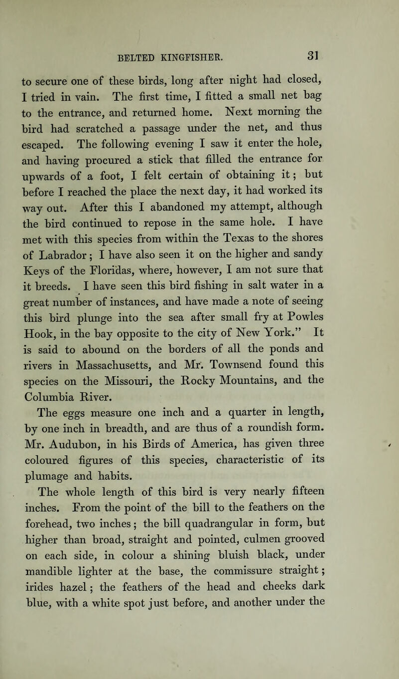 to secure one of tliese birds, long after nigbt had closed, I tried in vain. The first time, I fitted a small net hag to the entrance, and returned home. Next morning the bird had scratched a passage under the net, and thus escaped. The following evening I saw it enter the hole, and having procured a stick that filled the entrance for upwards of a foot, I felt certain of obtaining it; but before I reached the place the next day, it had worked its way out. After this I abandoned my attempt, although the bird continued to repose in the same hole. I have met with this species from within the Texas to the shores of Labrador; I have also seen it on the higher and sandy Keys of the Floridas, where, however, I am not sure that it breeds. I have seen this bird fishing in salt water in a great number of instances, and have made a note of seeing this bird plunge into the sea after small fry at Powles Hook, in the bay opposite to the city of New York.” It is said to abound on the borders of all the ponds and rivers in Massachusetts, and Mr. Townsend found this species on the Missouri, the Rocky Mountains, and the Columbia River. The eggs measure one inch and a quarter in length, by one inch in breadth, and are thus of a roundish form. Mr. Audubon, in his Birds of America, has given three coloured figures of this species, characteristic of its plumage and habits. The whole length of this bird is very nearly fifteen inches. From the point of the bill to the feathers on the forehead, two inches ; the bill quadrangular in form, but higher than broad, straight and pointed, culmen grooved on each side, in colour a shining bluish black, under mandible lighter at the base, the commissure straight; hides hazel; the feathers of the head and cheeks dark blue, with a white spot just before, and another under the
