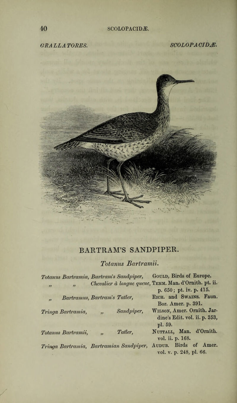 GRALLATORES. SCOLOPACIDjE. BARTRAM’S SANDPIPER. Totarius Bartramii. Totanus Bartramia, Bartram’s Sandpiper, Gould, Birds of Europe. „ Chevalier a longue queue, Temm. Man. d’Omith. pt. ii. p. 650; pt. iv. p. 415. „ Bartramus, Bartram’s Taller, Eich. and Swains. Faun. Bor. Amer. p. 391. Tringa Bartramia, ,, Sandpiper, Wilson, Amer. Omith. Jar- dine’s Edit. vol. ii. p. 353, pi. 59. Totanus Bartramii, „ Taller, Ndttall, Man. dOmitb. vol. ii. p. 168. Tringa Bartramia, Bartramian Sandqnper, Audub. Birds of Amer. vol. V. p. 248, pi. 66.